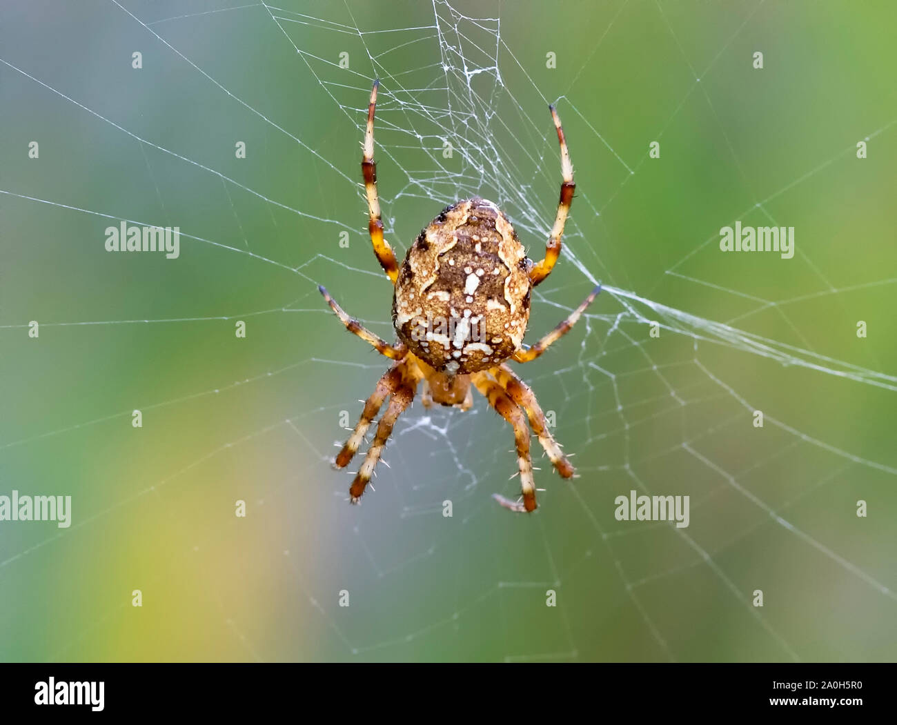 Bunte Garten Cross spider (Araneus diadematus) wartet auf Beute in der Mitte von der Web Stockfoto