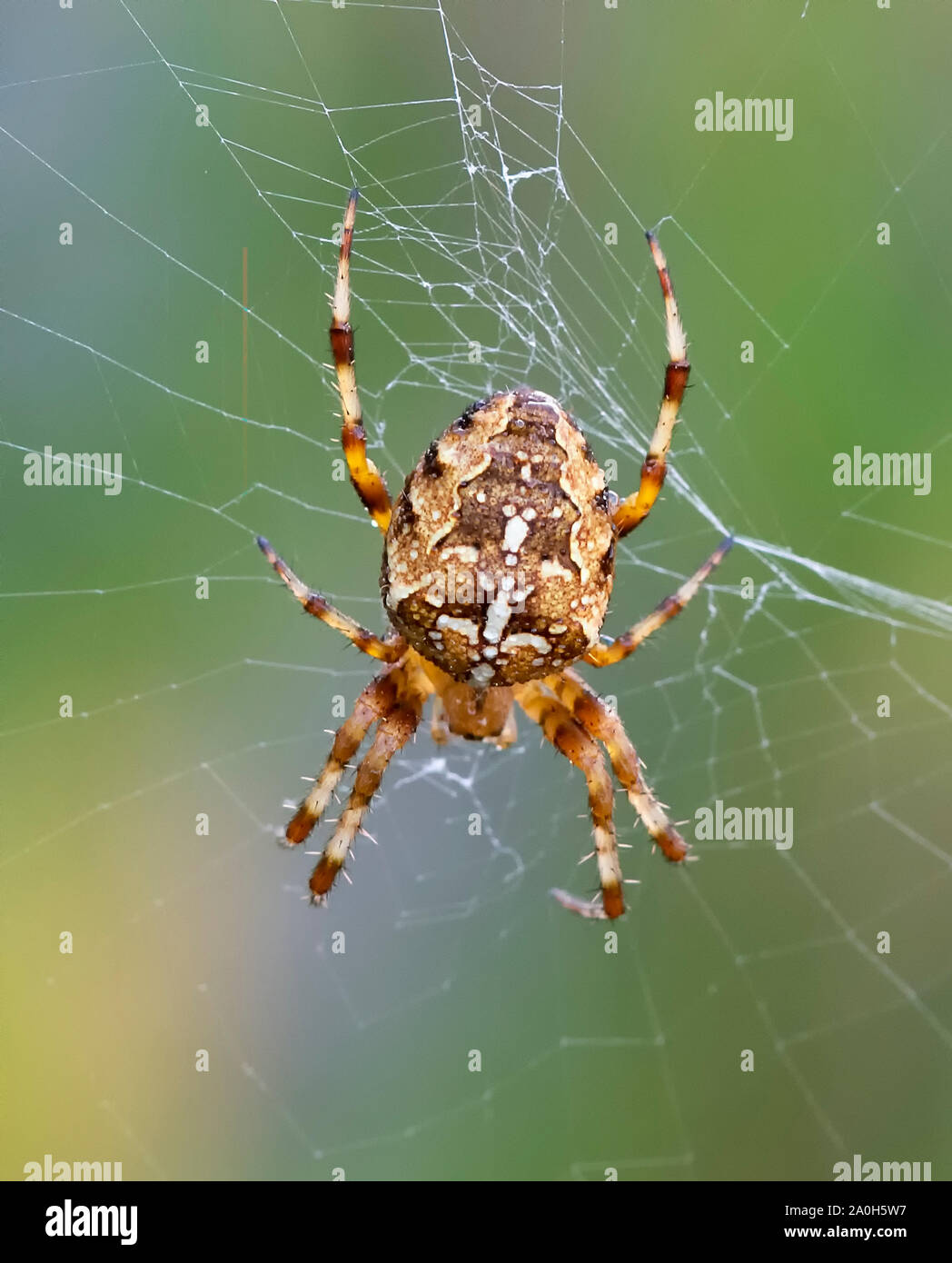 Bunte Garten Cross spider (Araneus diadematus) wartet auf Beute in der Mitte von der Web Stockfoto