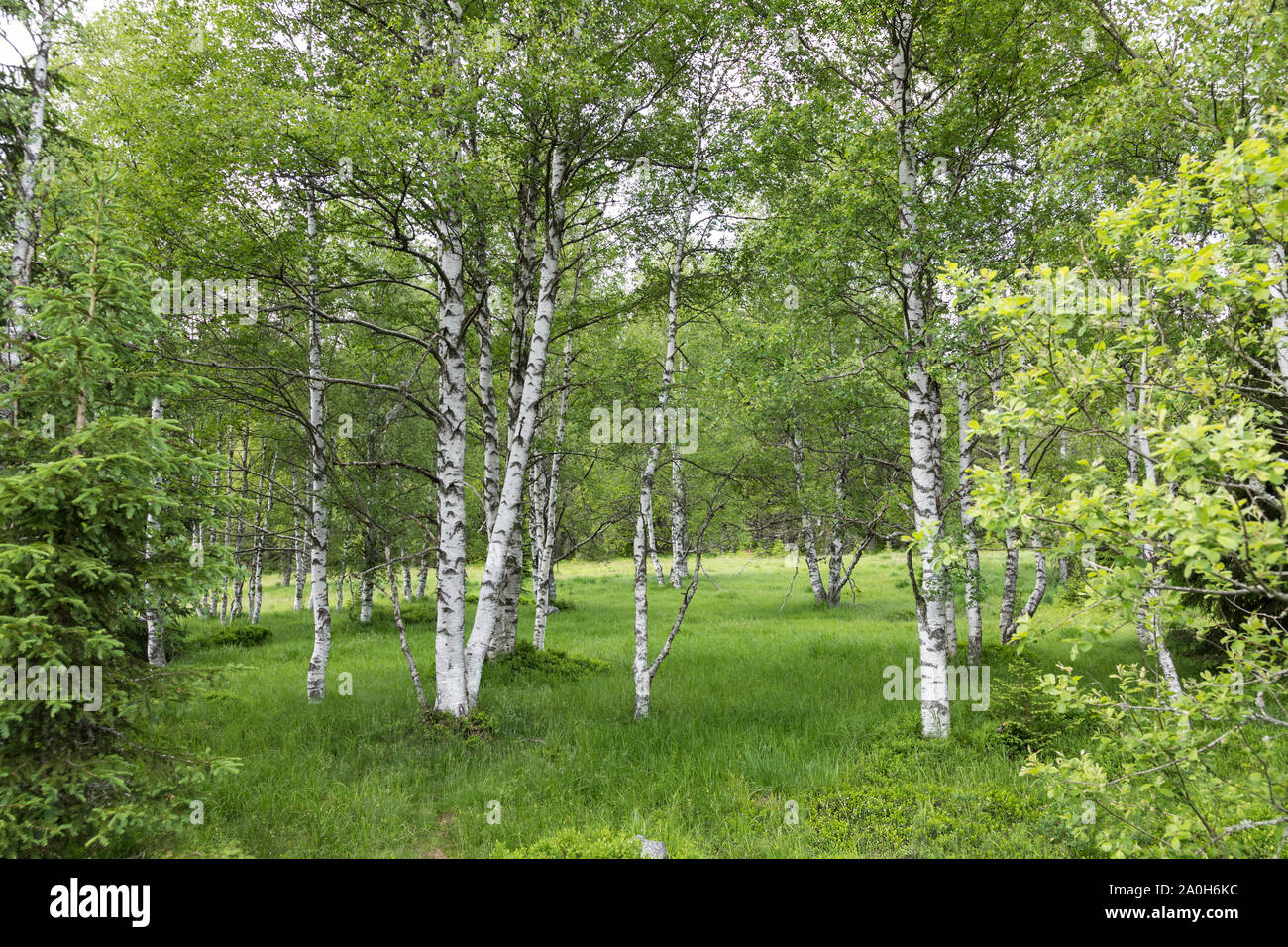 Landschaft im Boehmerwald Stockfoto