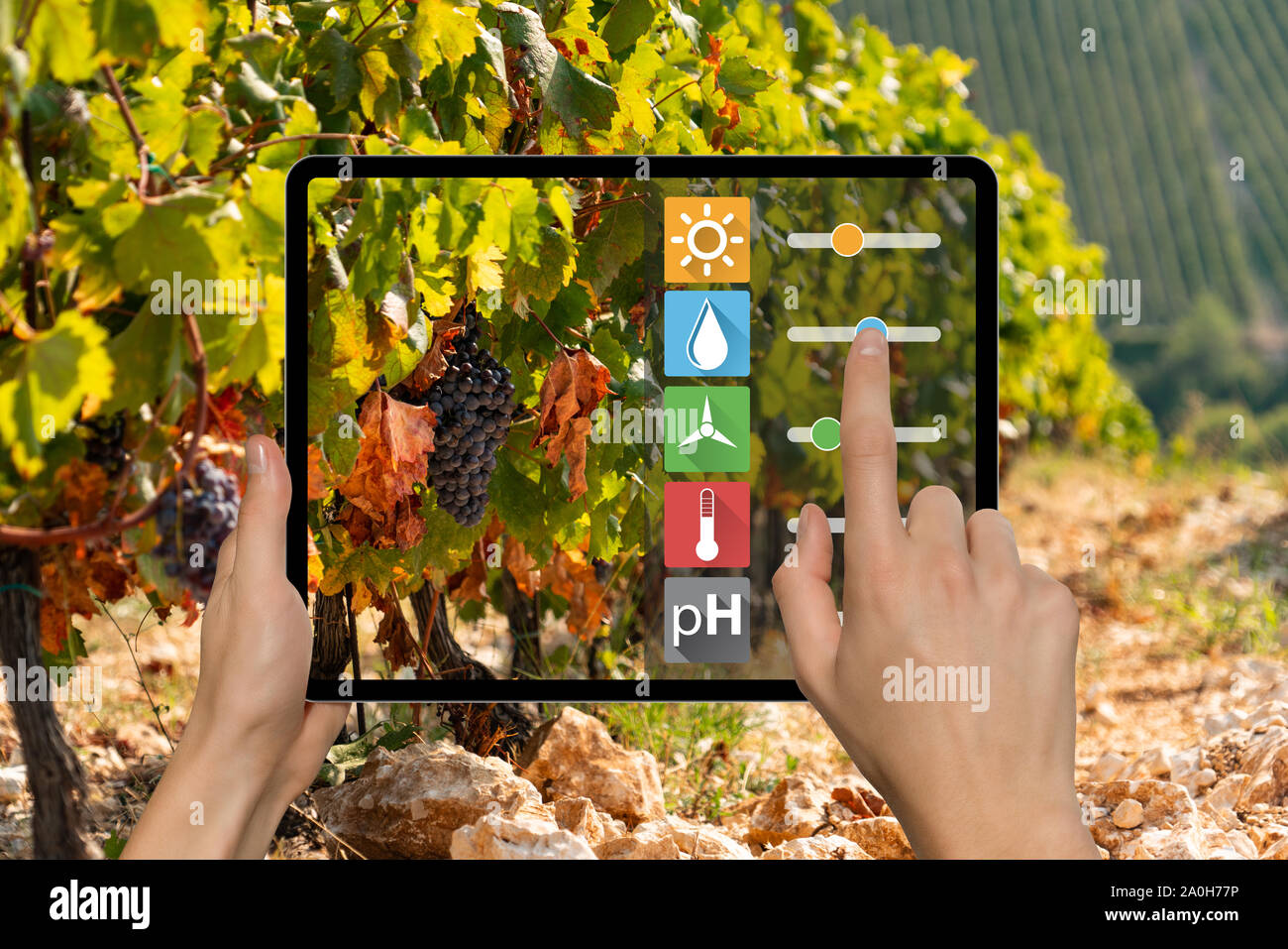 Ein Bauer hält eine Tablette. Smart Farming und digitale Landwirtschaft Konzept Stockfoto