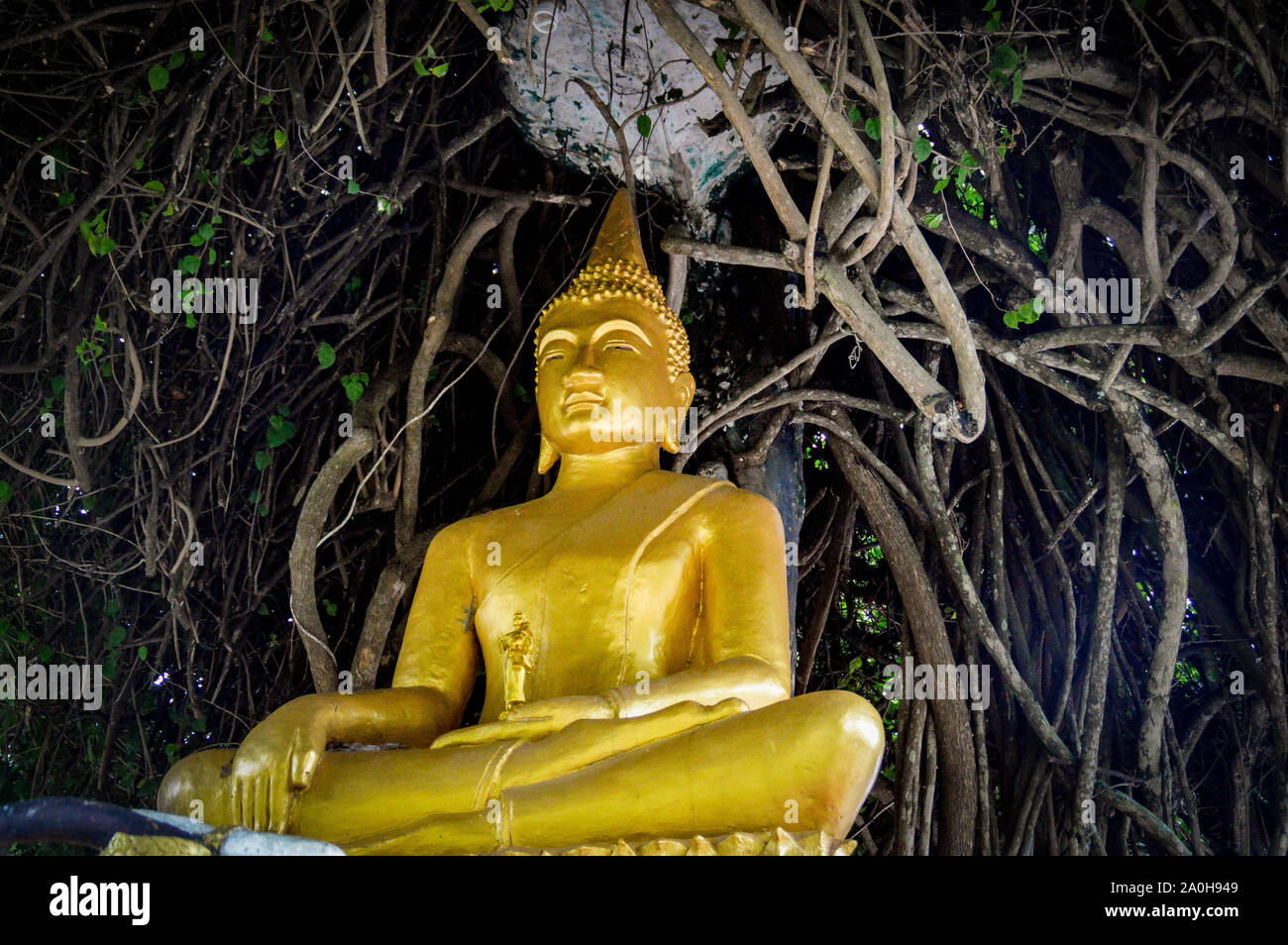 Eine goldene buddha-statue unter einem Baum außerhalb des Dschungeltempels des Wat Phon Phao in Luang Prrabang, Laos Stockfoto