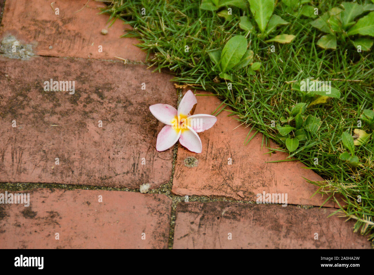 Rosa Frangipani Blume auf dem Straßenbelag, um ein Konzept der Natur und des Wohlbefindens zu zeigen Stockfoto