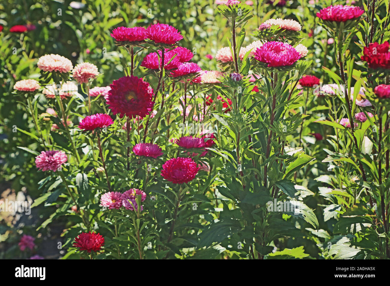 Aster Pflanzenbau in Bayern im Sommer, bunte Blumen bereit für den Markt zu geschnitten werden Stockfoto