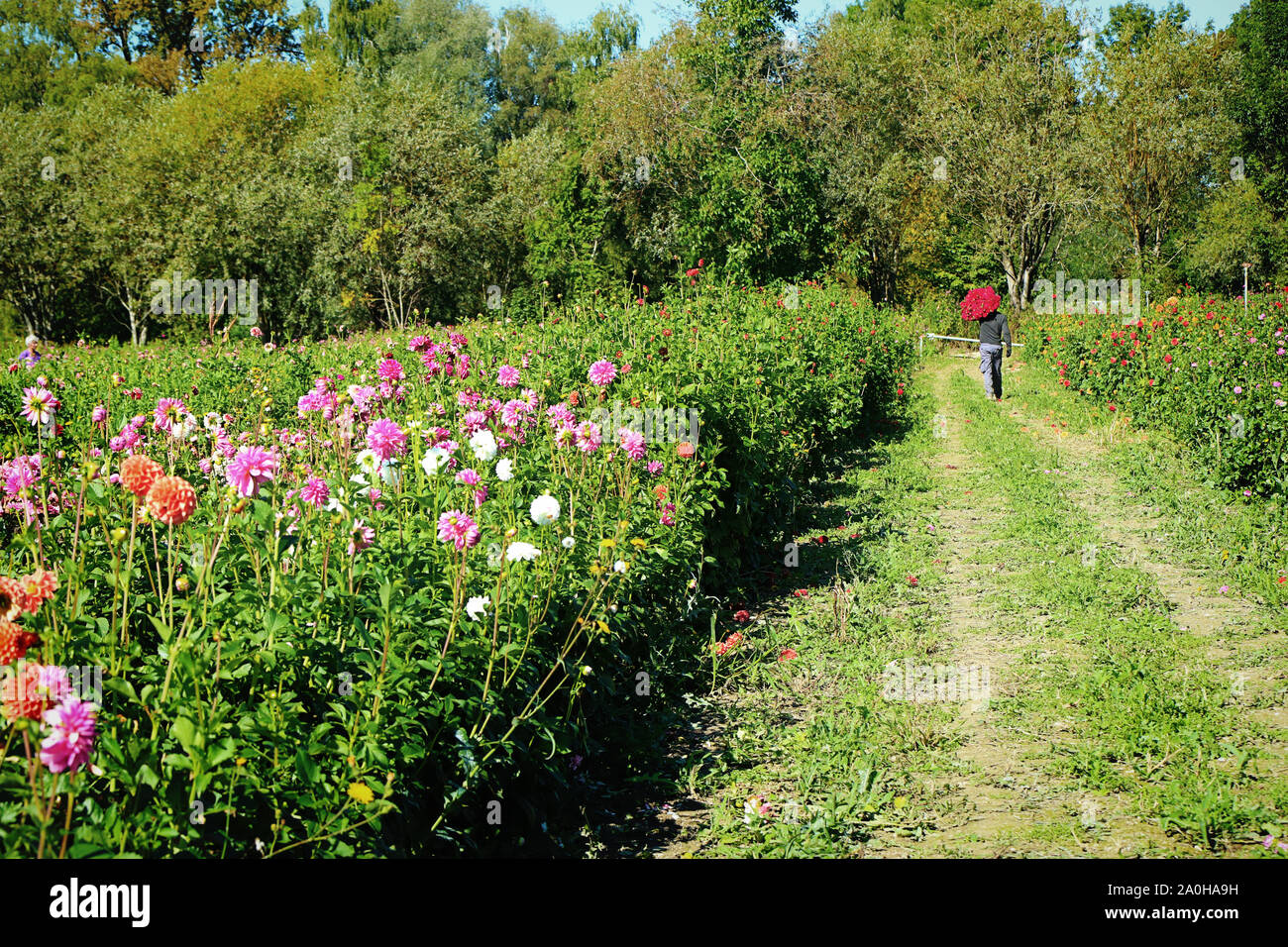 Blumen Anbau in Bayern: Mitarbeiter bringt eine Reihe von Dahlia schneiden und bereit für den Markt Stockfoto