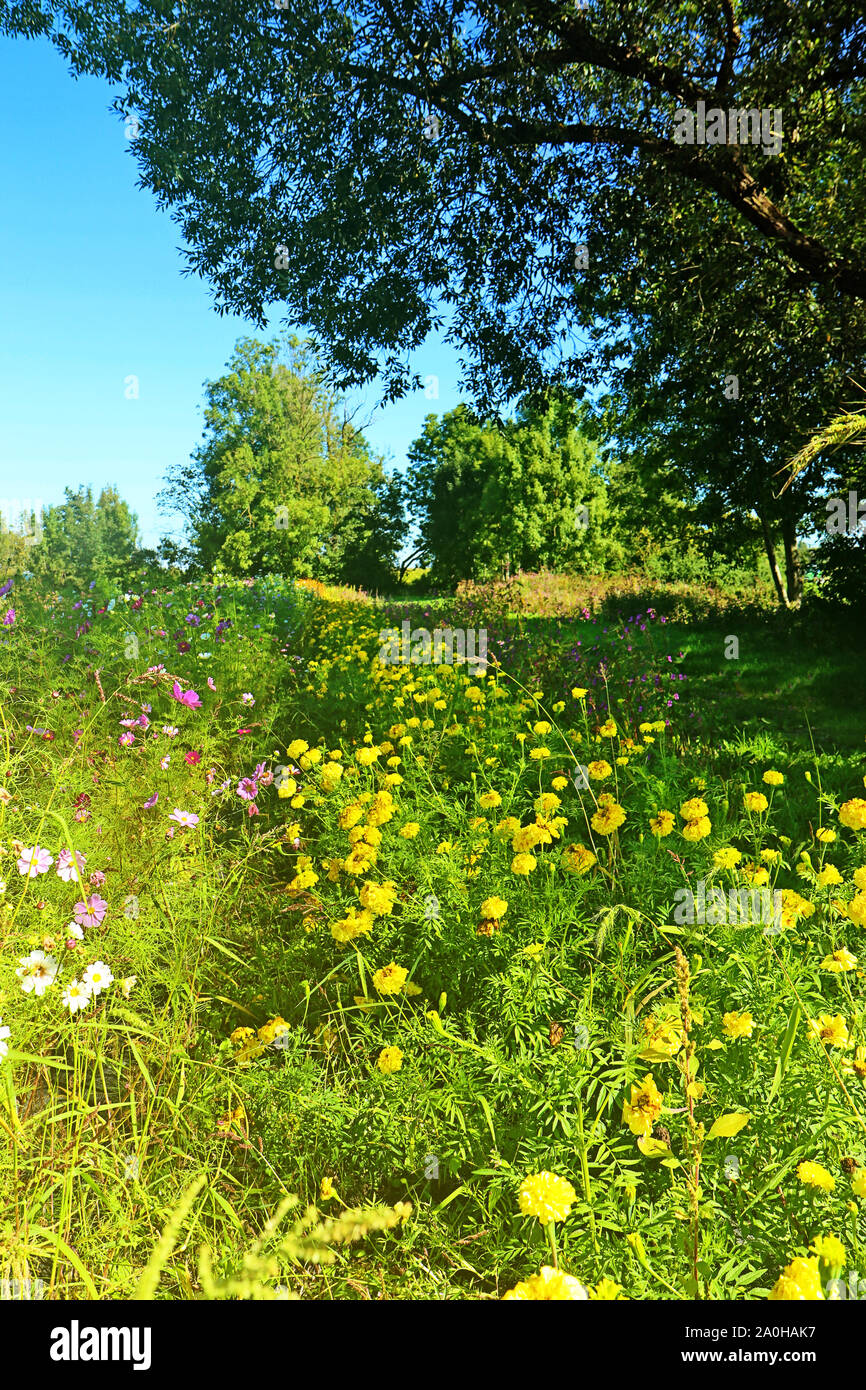 Idyllischen Blick auf einer Sommerwiese in Bayern auf dem Land mit gelben Aster und Rosa Gänseblümchen im Schatten der üppigen Laub eines Baumes Stockfoto