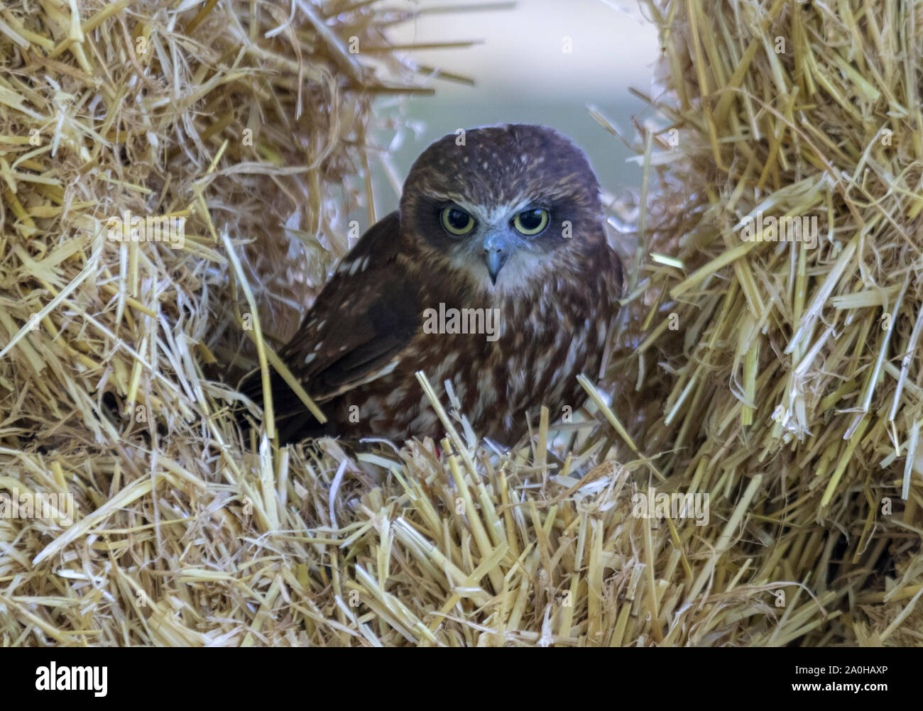 Kleine Eule im Heuhaufen sitzen Stockfoto