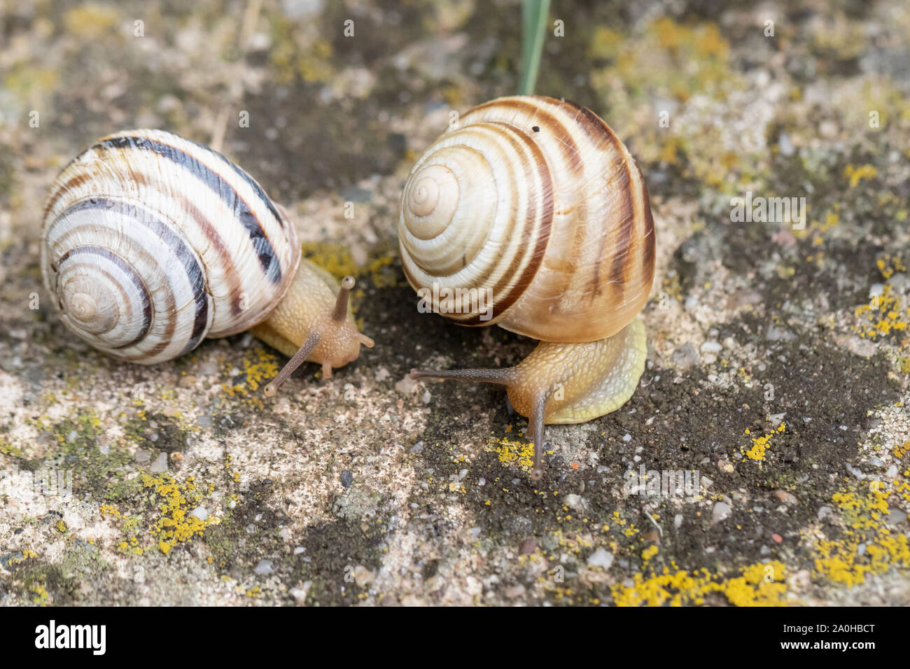 Zwei garten Schnecken auf einem Bemoosten Hintergrund kriechen zu treffen Stockfoto