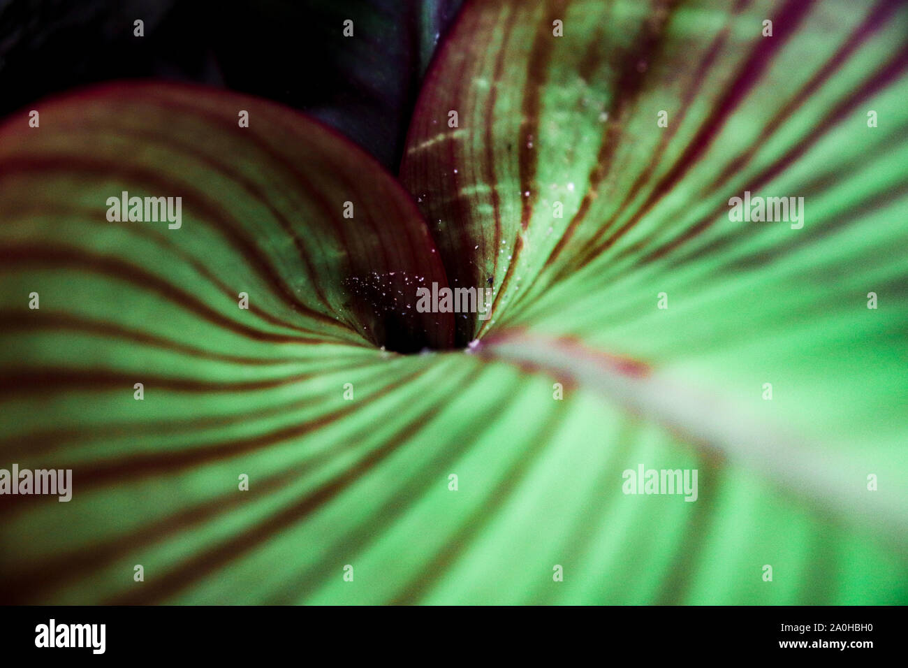 Nahaufnahme einer Spirale Muster in einer paradiesvögel Blatt (Strelitzia) Stockfoto