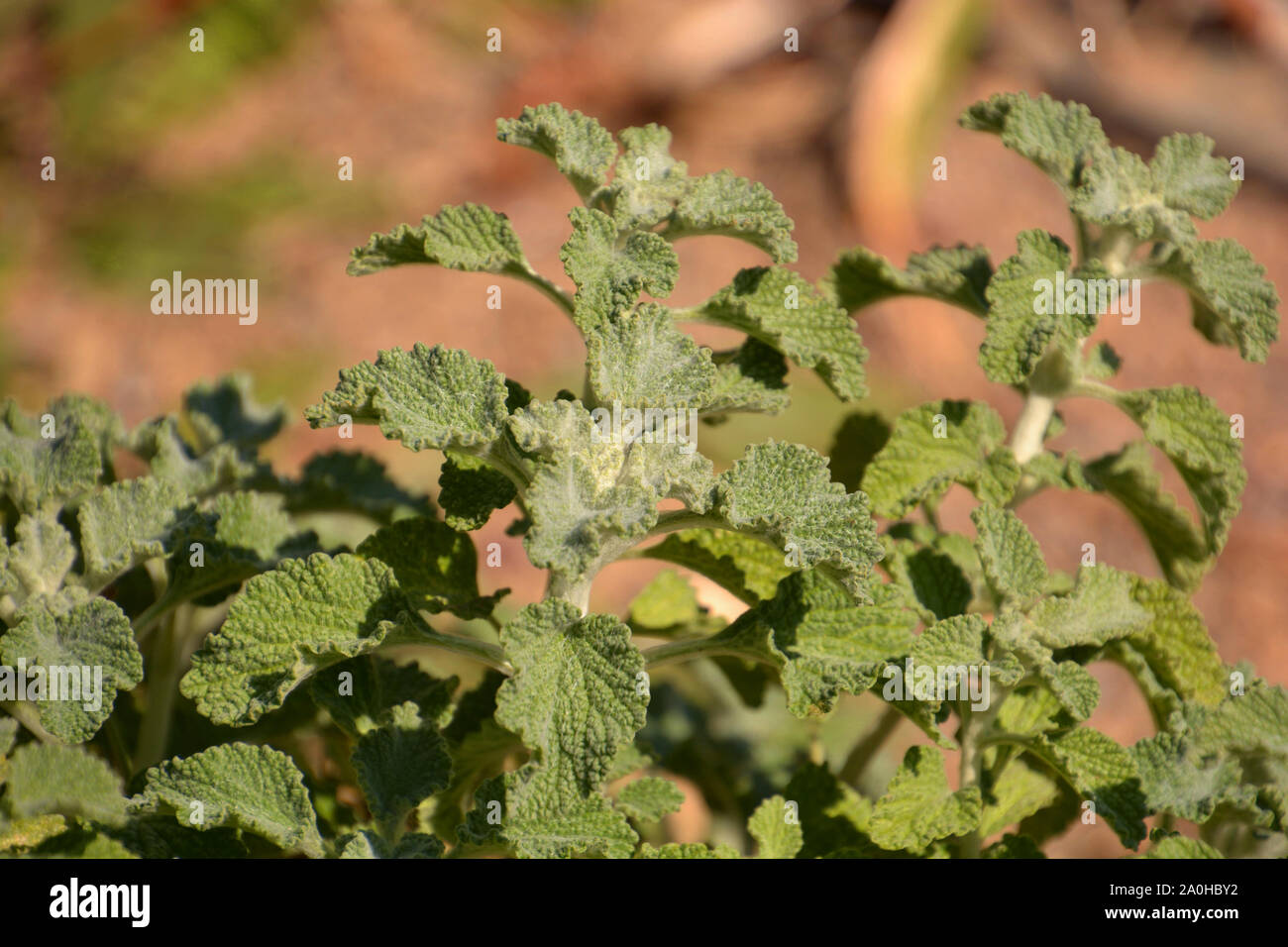 White horehound oder marrubium vulgare im frühen Herbst, gemeinsame horehound Anlage Nahaufnahme Stockfoto