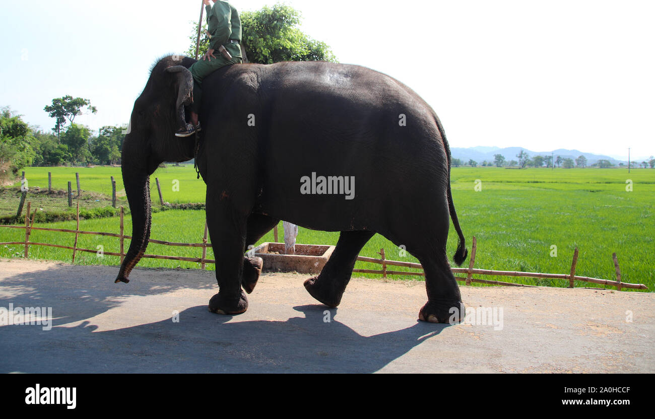 Park Rangers von Yok Don Nationalpark in Lien Sohn, Dak Lak Pronvince in Vietnam, ein Elefant auf den See zum Baden Stockfoto