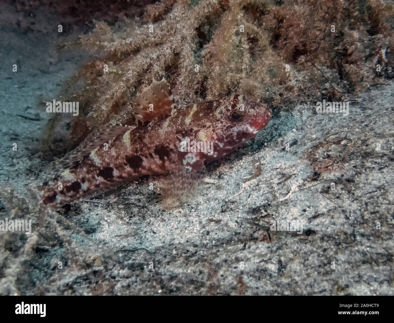 Schwarzer Drachenkopf (Scorpaena Porcus) Stockfoto