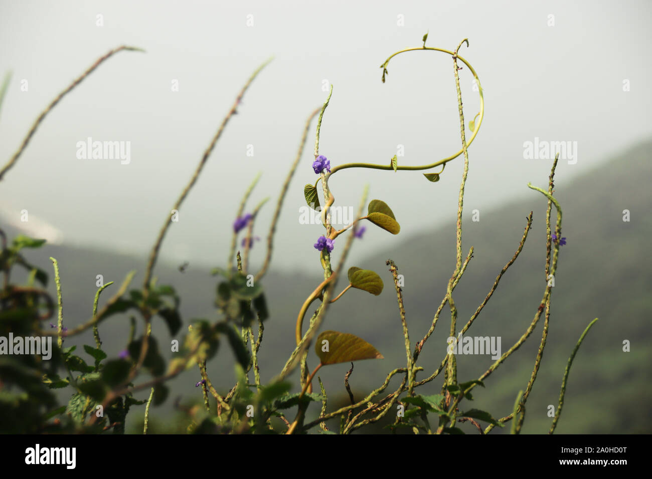 Reben mit Lavendelblüten, die vor einem nebligen Berghintergrund in den Himmel ragen, der das kommen der Frühlingssaison signalisiert Stockfoto