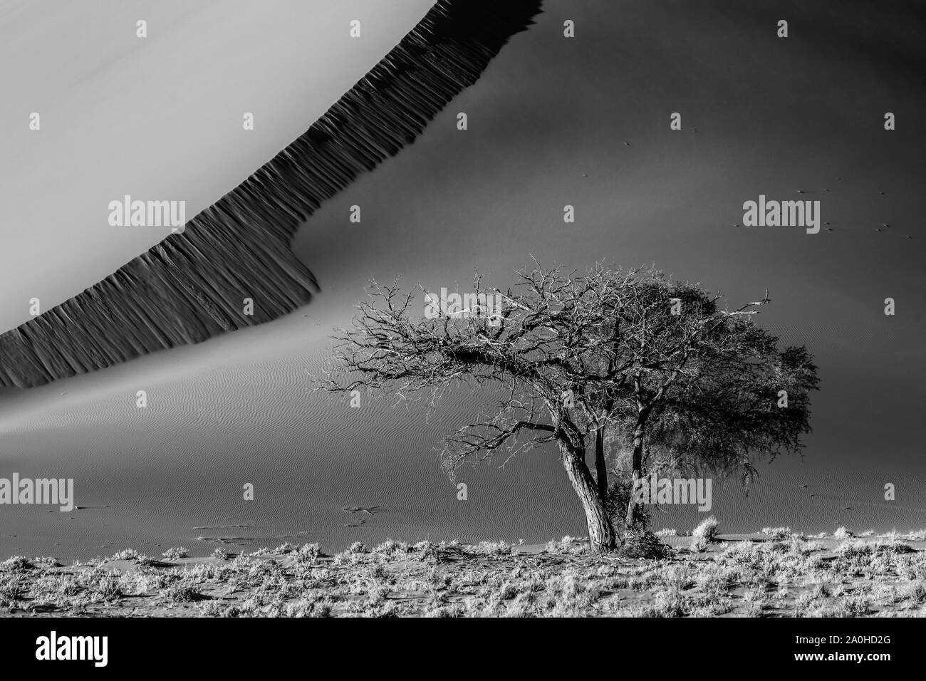 Sanddünen, Namib-Naukluft-Nationalpark, Namibia, Afrika Stockfoto