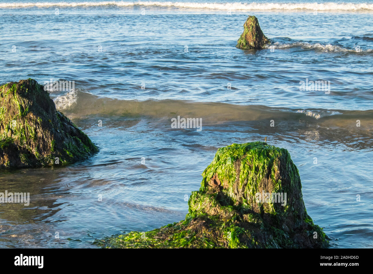 UK Wetter: Ebbe enthüllt Versunkenen Wald bei Sonnenaufgang am Borth/Ynyslas Strand, Ceredigion, Wales, UK.Combination von Ebbe in 7:23 Uhr und Sonnenaufgang an ähnlichen Zeit geschieht, macht diese Landschaft ein seltener Anblick. Diese prähistorischen Waldes, die unter Sand und Wasser 4.500 Jahren begraben wurde in lokalen Torf erhalten haben. Die versteinerten Bäume sind bei sehr niedrigen Tide am Strand zwischen Borth und Ynyslas, Ceredigion County, West Wales, Großbritannien ausgesetzt. Stockfoto