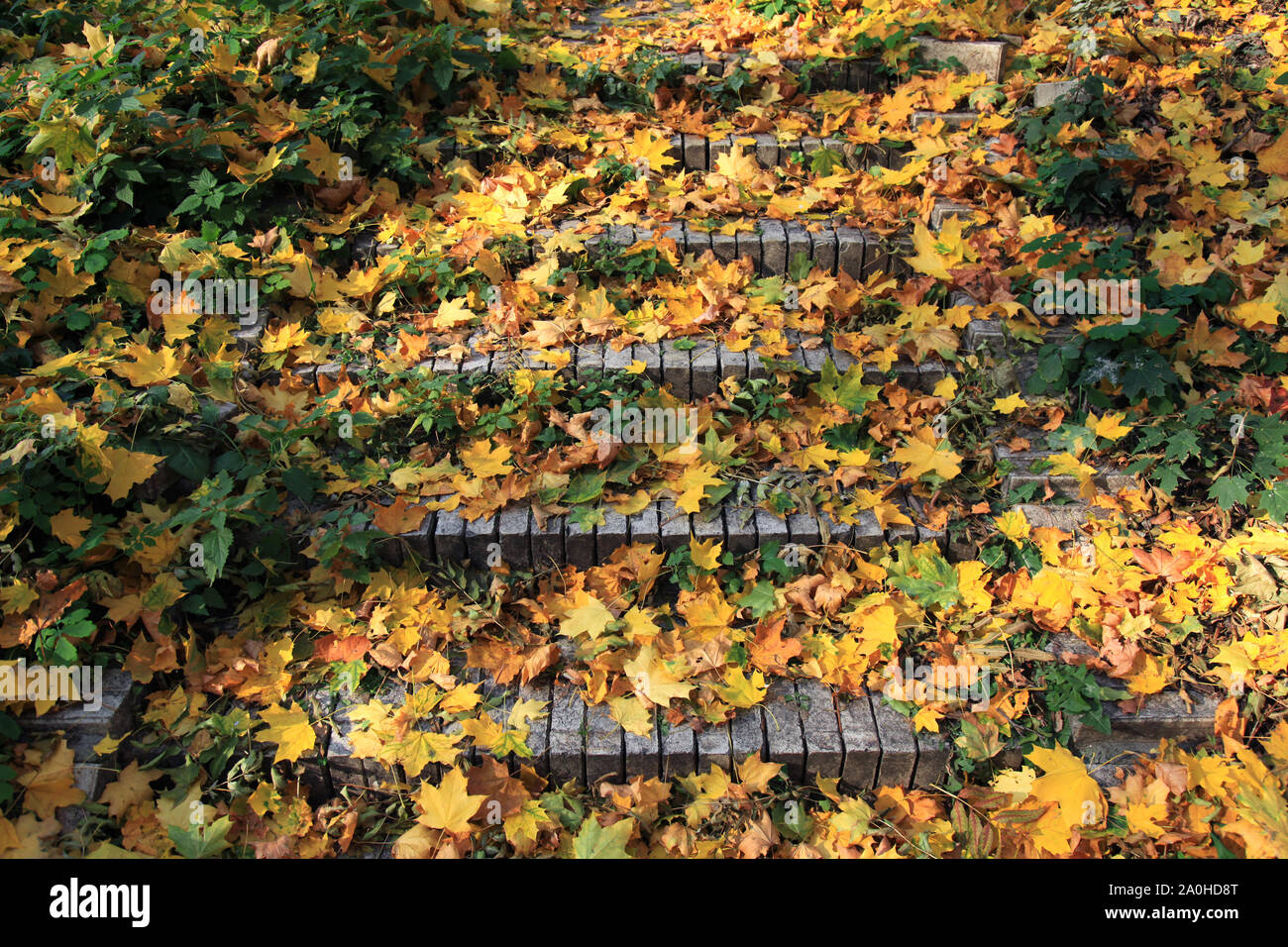 Goldener Herbst Zeit. Ziegel Treppen auf den park Fußweg, mit Gelben Blättern bedeckt. Gehsteig in der alten Stadt Park mit gelben Ahornblätter. Laub ich Stockfoto