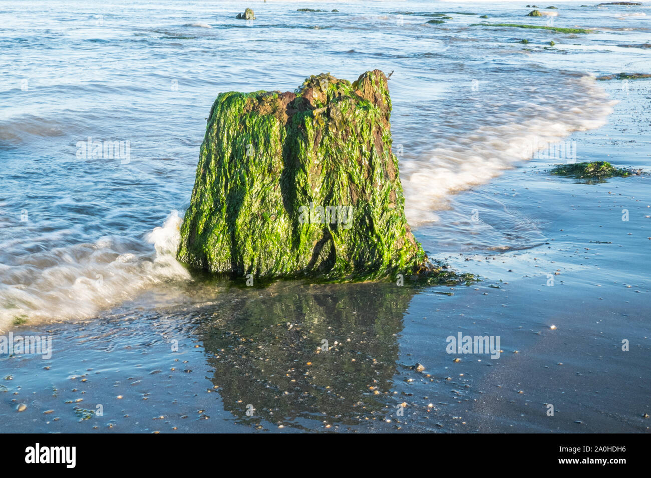 UK Wetter: Ebbe enthüllt Versunkenen Wald bei Sonnenaufgang am Borth/Ynyslas Strand, Ceredigion, Wales, UK.Combination von Ebbe in 7:23 Uhr und Sonnenaufgang an ähnlichen Zeit geschieht, macht diese Landschaft ein seltener Anblick. Diese prähistorischen Waldes, die unter Sand und Wasser 4.500 Jahren begraben wurde in lokalen Torf erhalten haben. Die versteinerten Bäume sind bei sehr niedrigen Tide am Strand zwischen Borth und Ynyslas, Ceredigion County, West Wales, Großbritannien ausgesetzt. Stockfoto