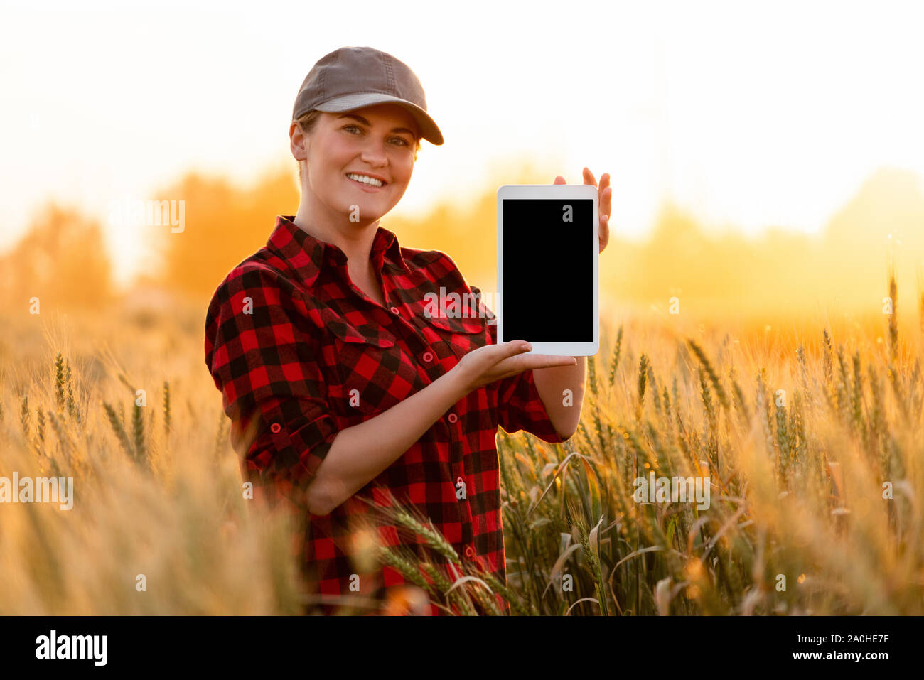 Bauer hält eine Tablette. Smart Farming und digitale Landwirtschaft Konzept Stockfoto