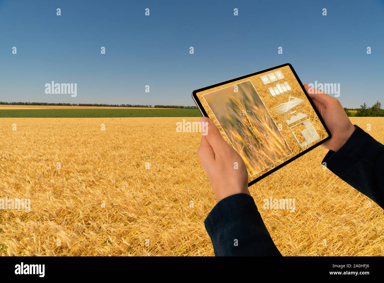 Bauer hält eine Tablette. Smart Farming und digitale Landwirtschaft Konzept Stockfoto