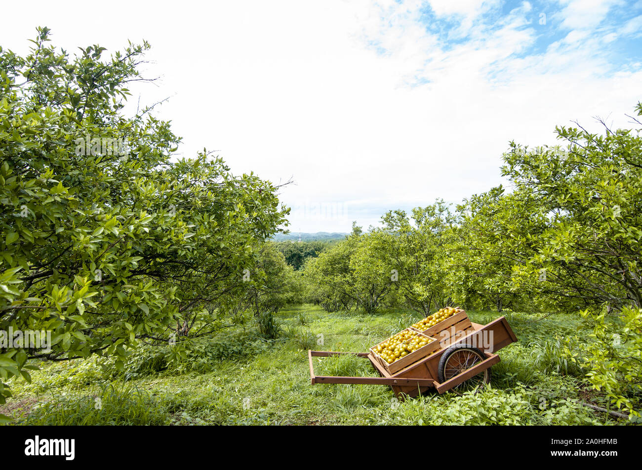 Holzkiste von frischem orange Früchte auf die Karre im Orange Farm oder Garten am Morgen. Sommer Hintergrund. Lemon Garden Stockfoto