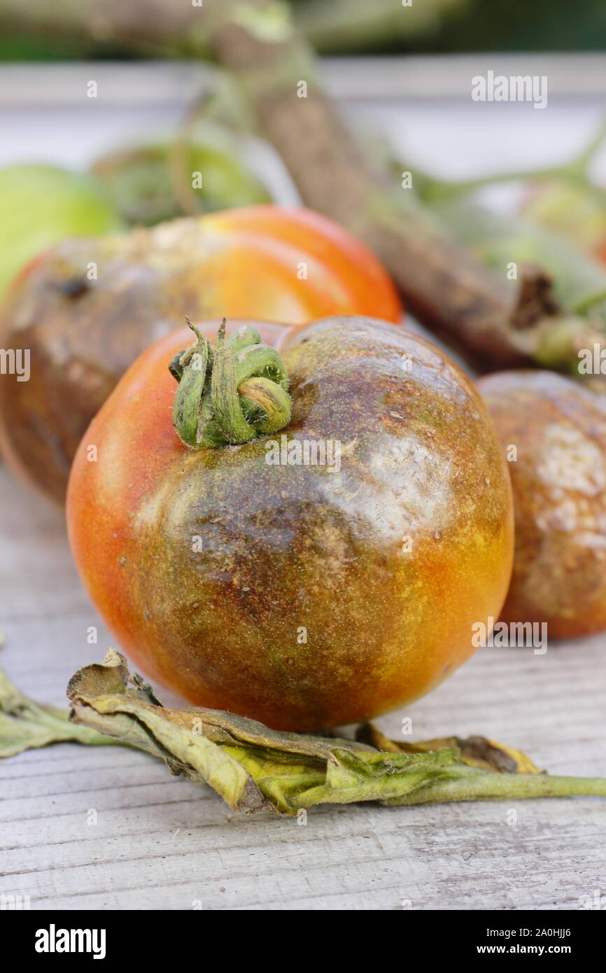 Phytophthora infestans. Tomate-ernte angezeigte charakteristische braune Flecken, geschwärzten Stämme und Zerfall der Kraut- und Knollenfäule Stockfoto