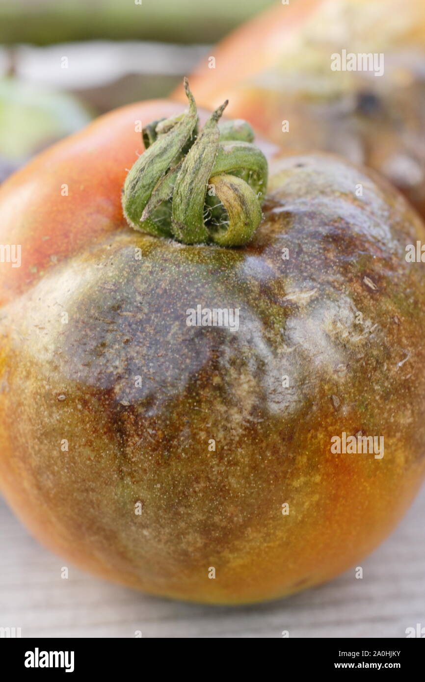 Phytophthora infestans. Tomate-ernte angezeigte charakteristische braune Flecken, geschwärzten Stämme und Zerfall der Kraut- und Knollenfäule Stockfoto