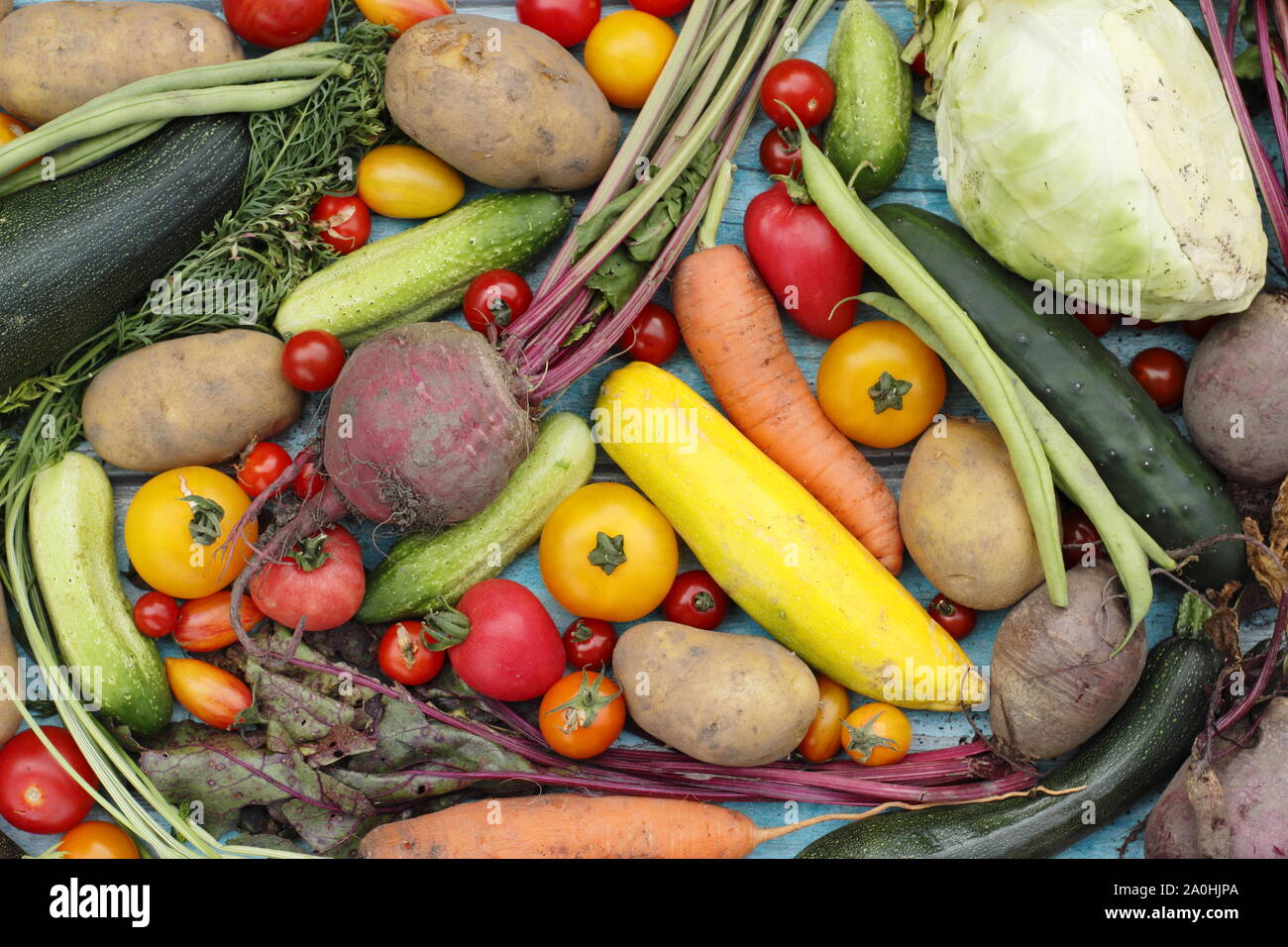 Frisch geerntete homegrown Bio Gemüse wie Zucchini, grüne Bohnen, rote Beete, Karotten, Kartoffeln, Tomaten, Gurken und Kohl. Großbritannien Stockfoto