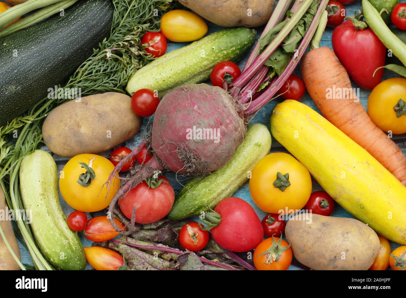 Frisch geerntete homegrown Bio Gemüse wie Zucchini, grüne Bohnen, rote Beete, Karotten, Kartoffeln, Tomaten, Gurken und Kohl. Großbritannien Stockfoto