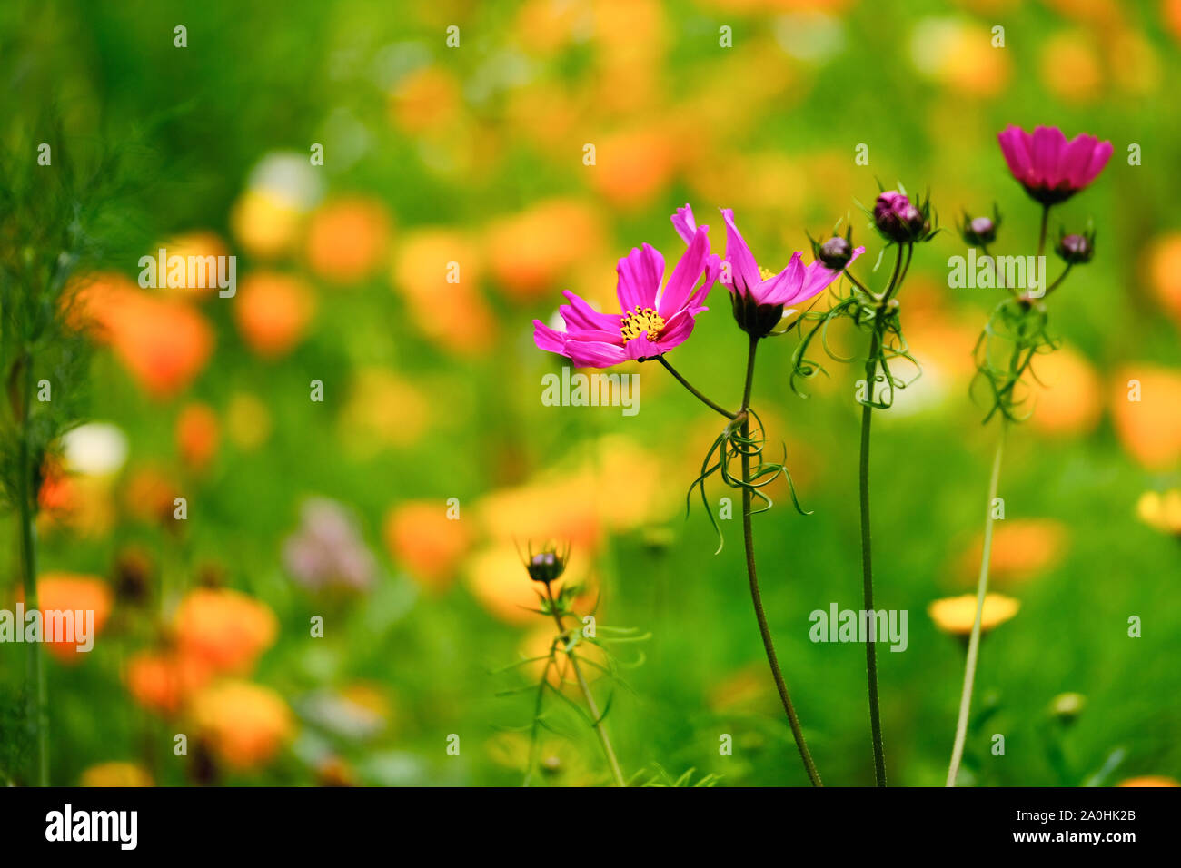 Detail der wilden Blumen in der Wiese Stockfoto