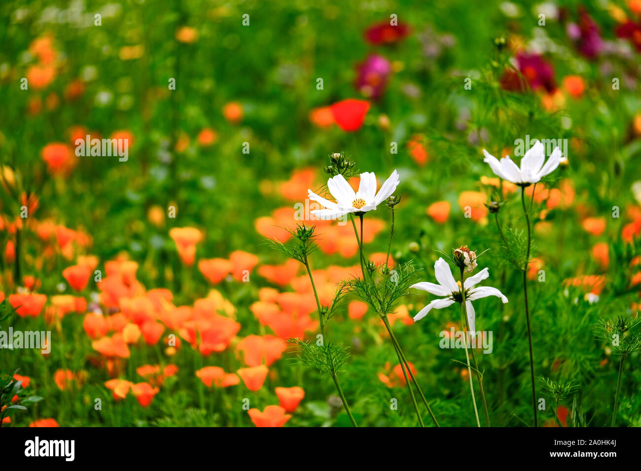 In der Nähe der wilden Wiese Blumen in verschiedenen Farben und Arten Stockfoto