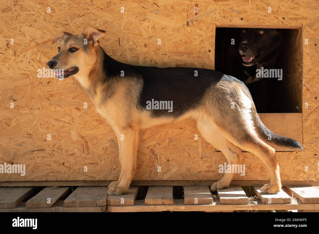 Foto Seite der Hund in der Nähe von Holz- stand im Hof im Sommer Tag Stockfoto