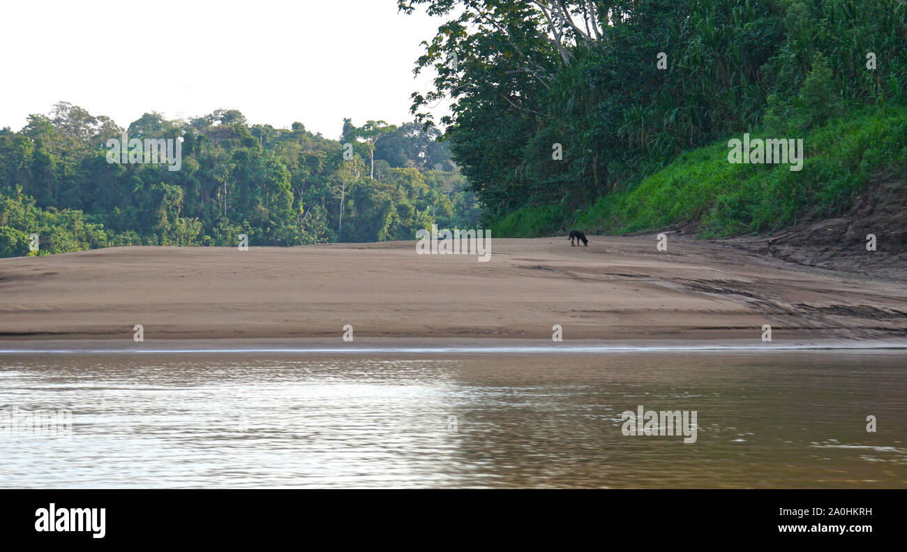 Den Amazonas in Südamerika ist der weltweit größte Fluss und das Herzblut der größte Ökosystem der Welt und erstreckt sich über zwei Fünftel eines ganzen Kontinents. Es ist die Heimat einer Vielzahl von Tieren und Pflanzen, wohnen in seiner üppigen, immergrünen Umfeld. Es ist die mächtigste Fluss der Welt durch Volumen, mit sechs Mal größeren Fluss als die nächsten sechs größten Flüsse kombiniert, und die weitestgehende Einzugsgebiet in der Welt. Stockfoto