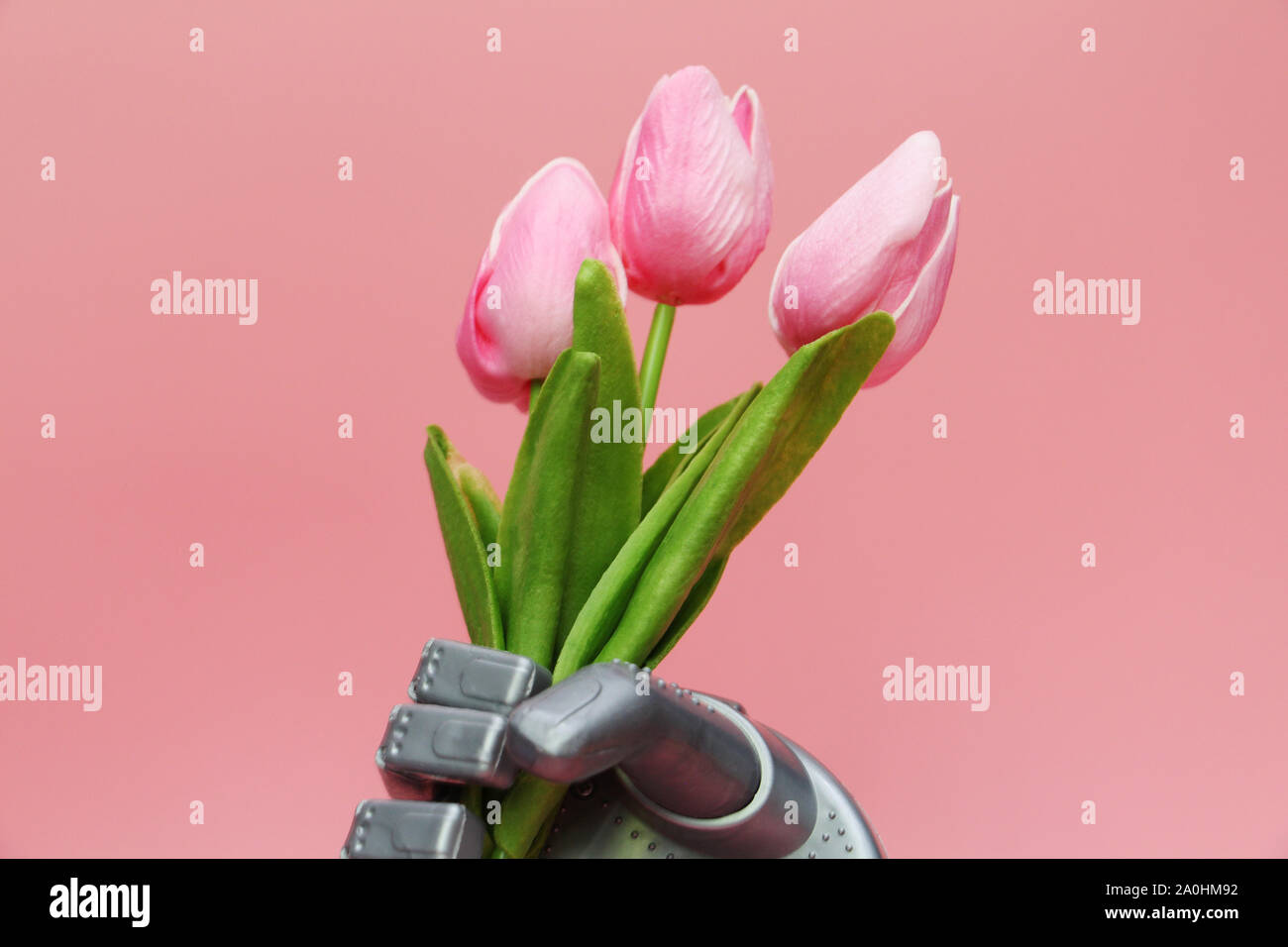 Der Roboter gibt Blumen. Die Roboter Hand hält Drei Tulpen. März 8, Tag der Frauen. Geschenk. Rosa Hintergrund. Intelligente Roboter. Roboter und seine Gefühle. Stockfoto