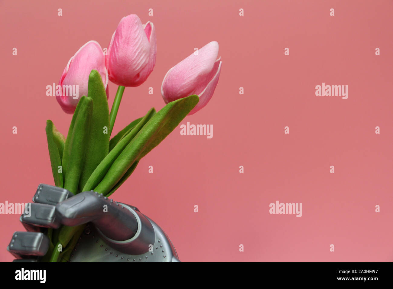 Der Roboter gibt Blumen. Die Roboter Hand hält Drei Tulpen. März 8, Tag der Frauen. Geschenk. Rosa Hintergrund. Intelligente Roboter. Roboter und seine Gefühle. Stockfoto