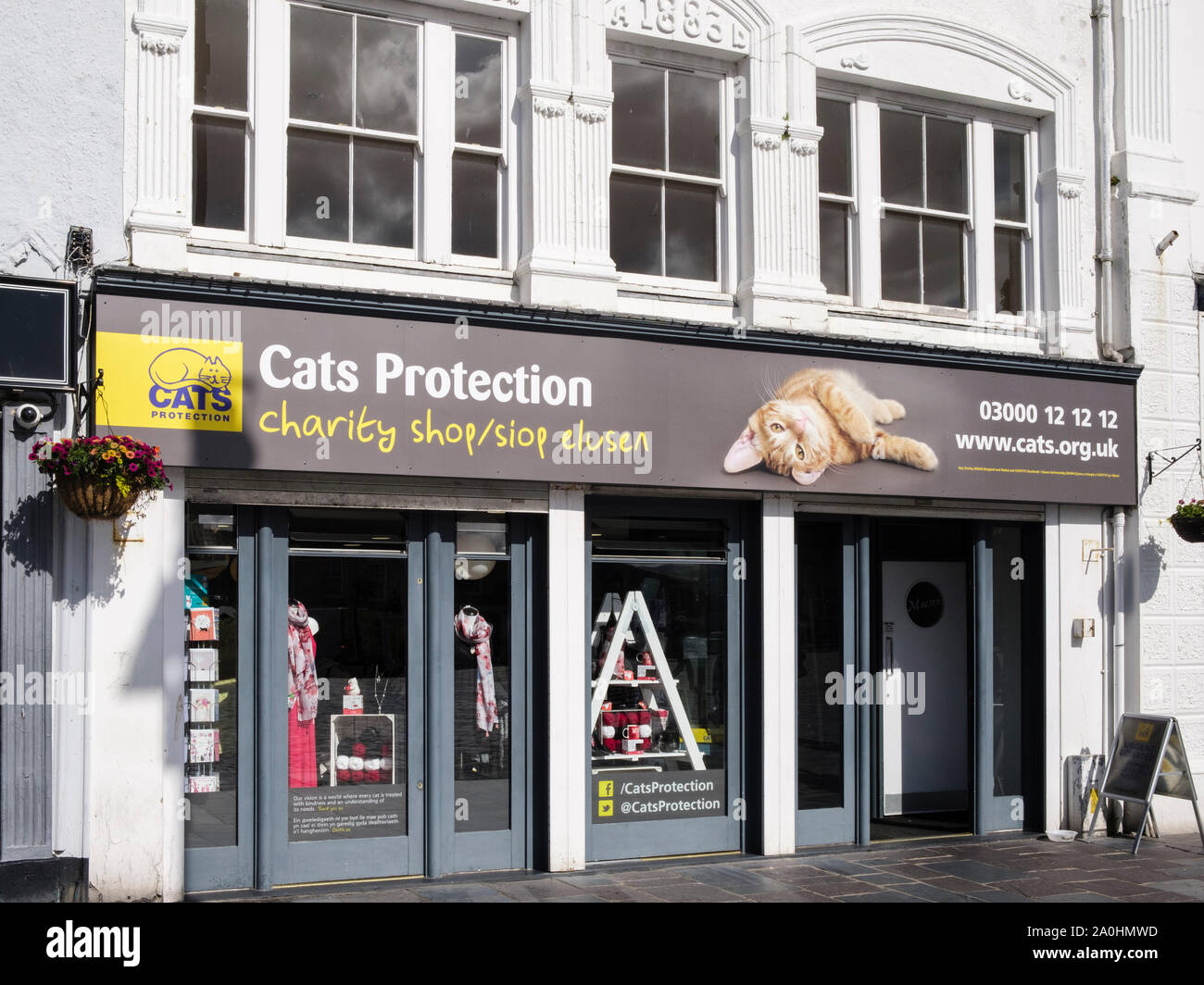 Katzen Schutz Charity Shop in Caernarfon, Gwynedd, Wales, Großbritannien, Großbritannien Stockfoto