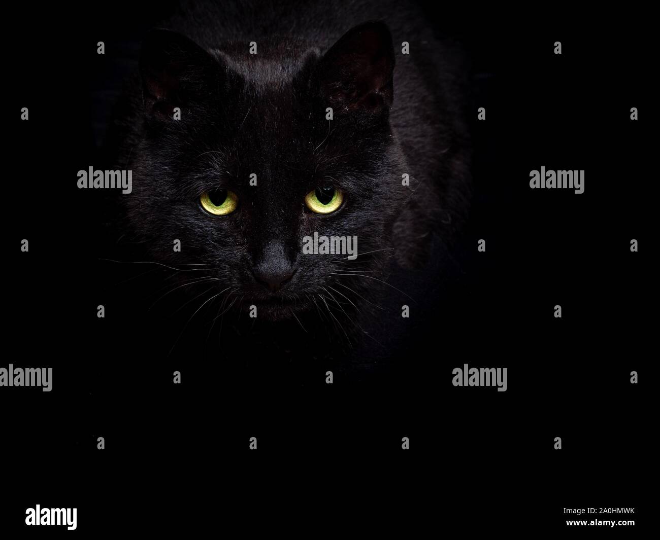 Ein Streifen schwarze Katze auf schwarzem Hintergrund Stockfoto