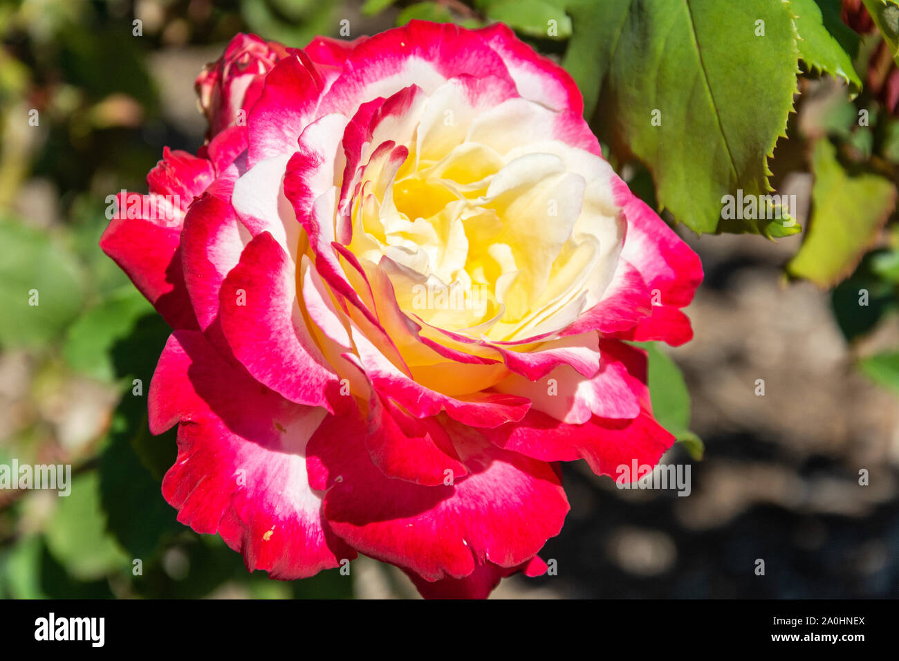 Doppelte Freude Rose Blume in Australien. Stockfoto