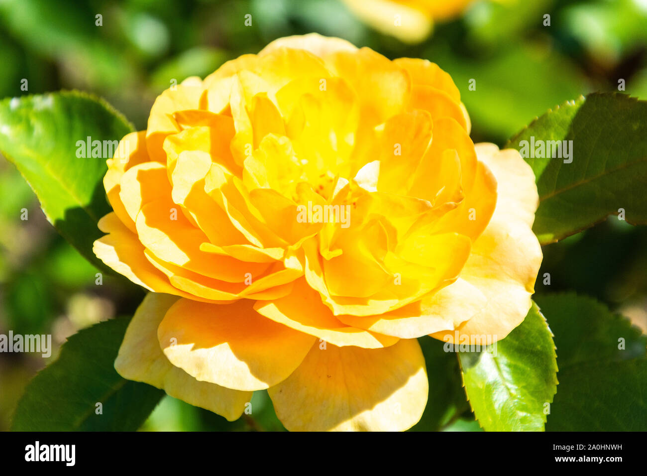 Rose Blume der goldenen Jahre Kultivar in Australien. Stockfoto