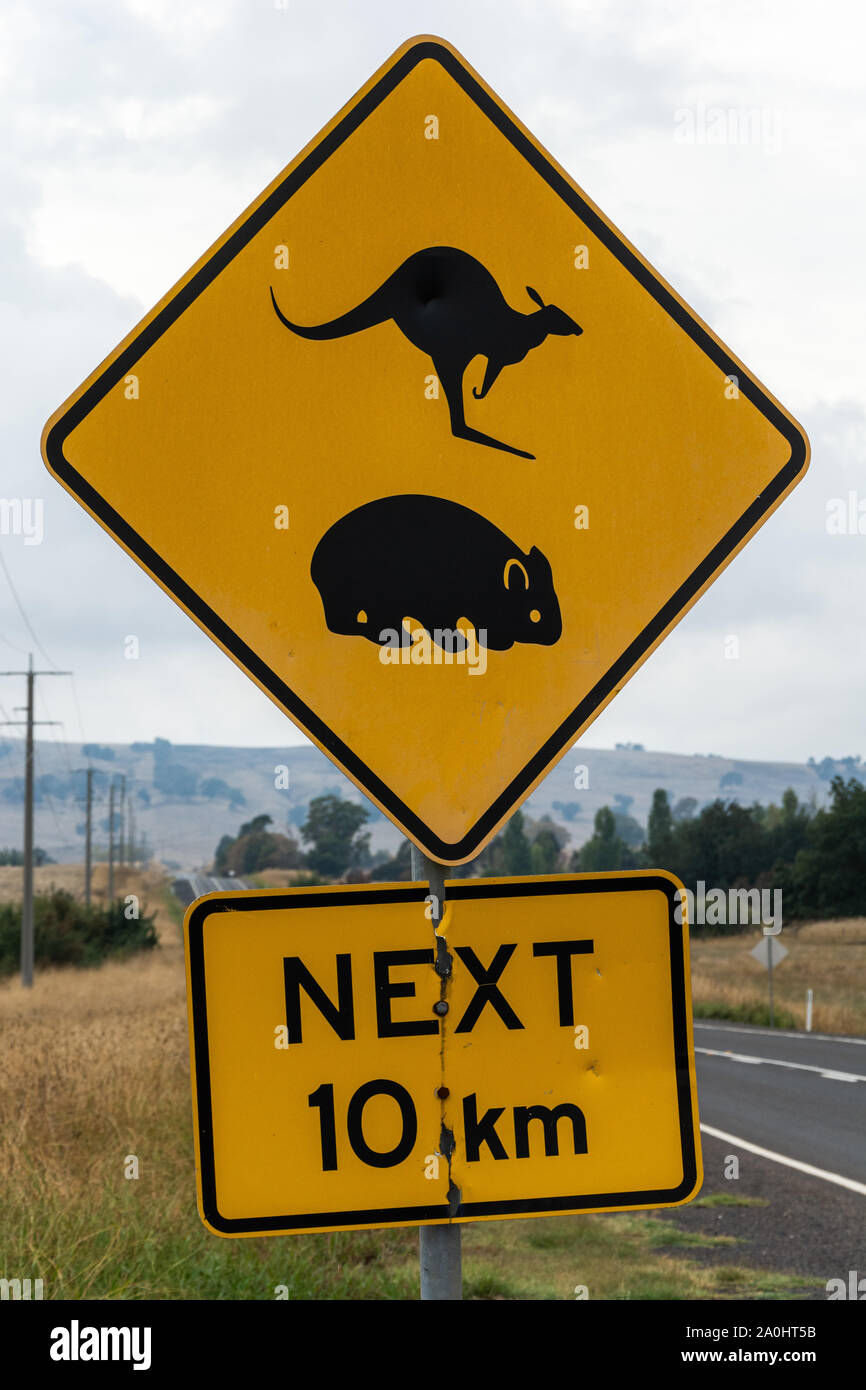 "Kangaroo und Wombat Kreuzung. 10 km" Schild in Australien. Stockfoto