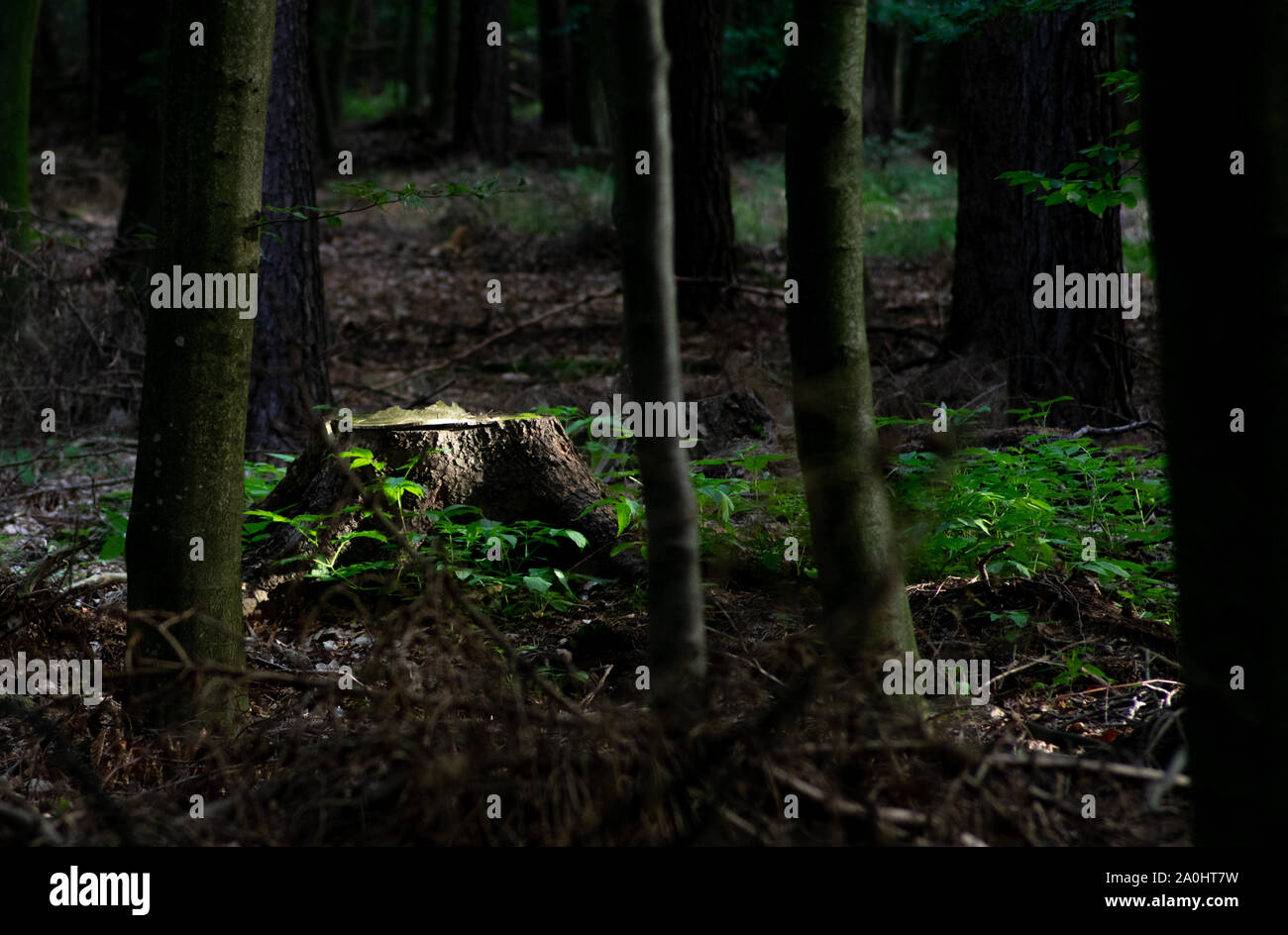 Sonne auf isolierten Baumstumpf im sonst dunklen Wald Stockfoto