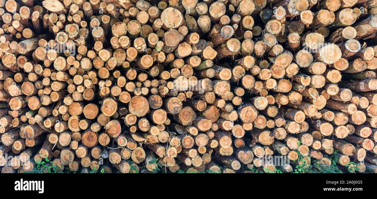 Brennholz ist in den Wald zur weiteren Bearbeitung gespeichert Stockfoto