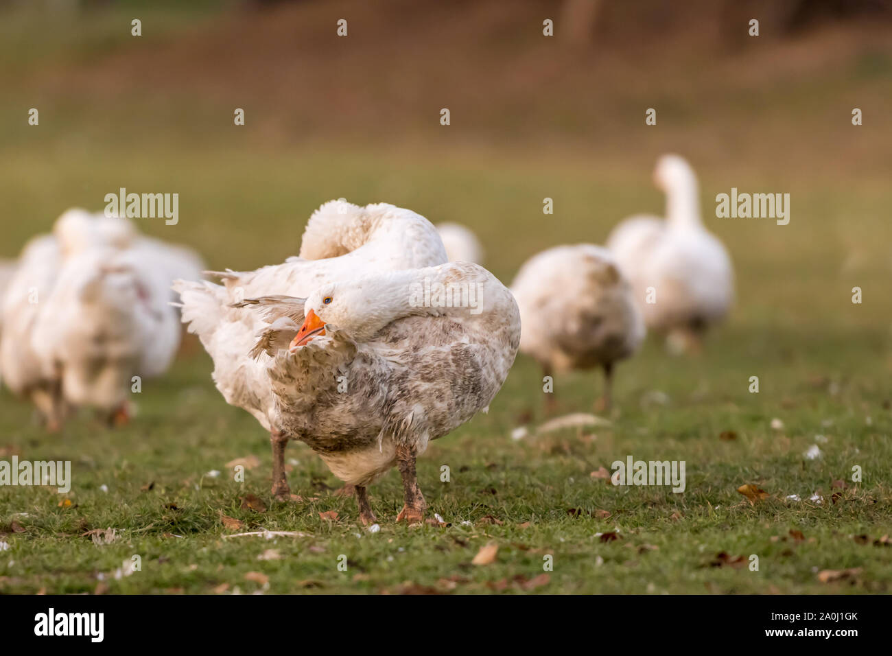 Vielen weißen Mast Gänse auf der Wiese Stockfoto