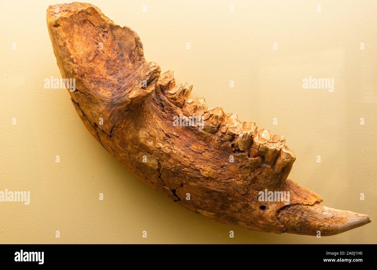 Unterkiefer eines riesigen beuteltier Zygomaturus Trilobus aus dem Pleistozän. Stockfoto