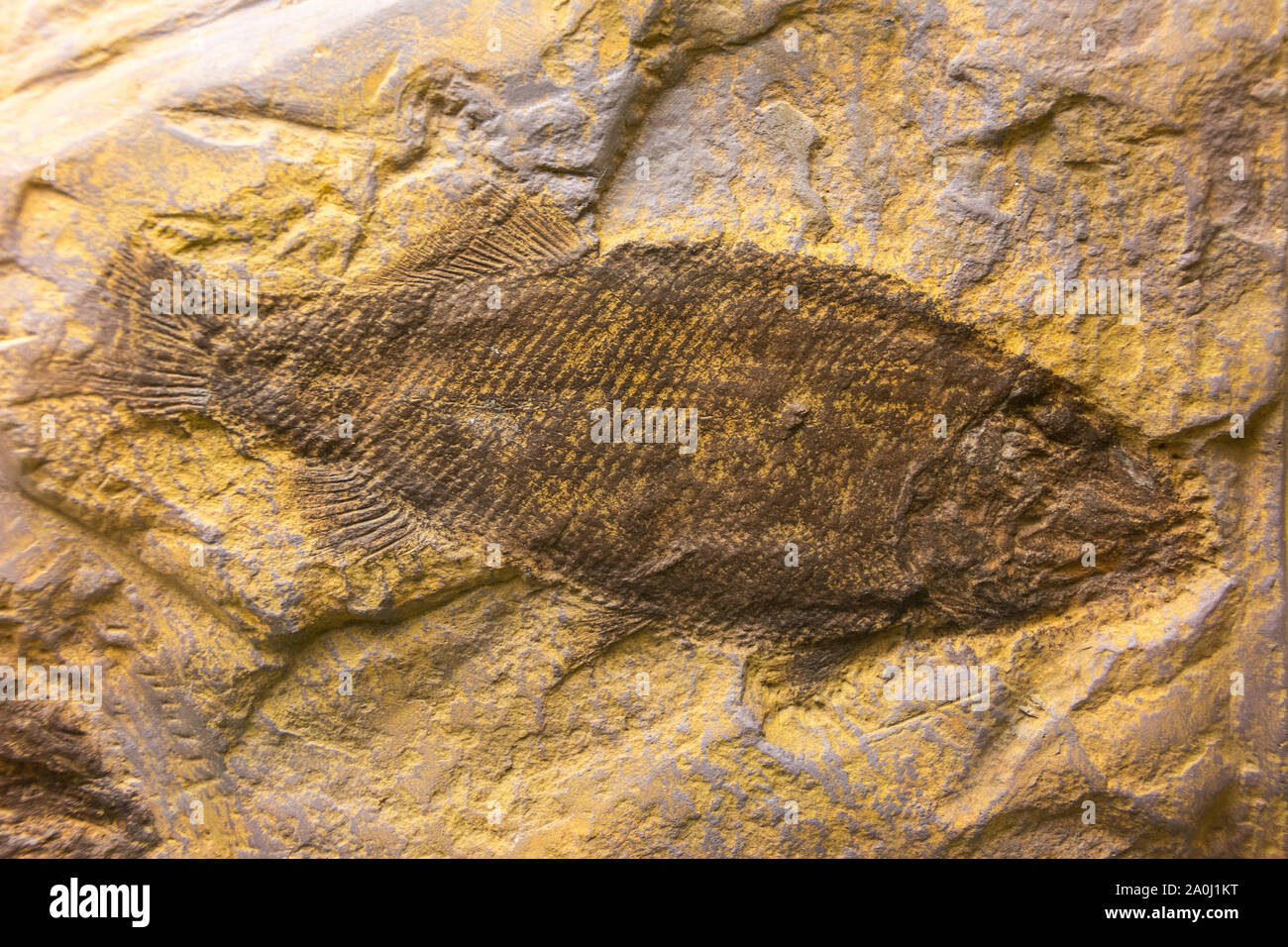 Fossil einer ray-finned Fish (Promecosomina) dating von Trias. Stockfoto