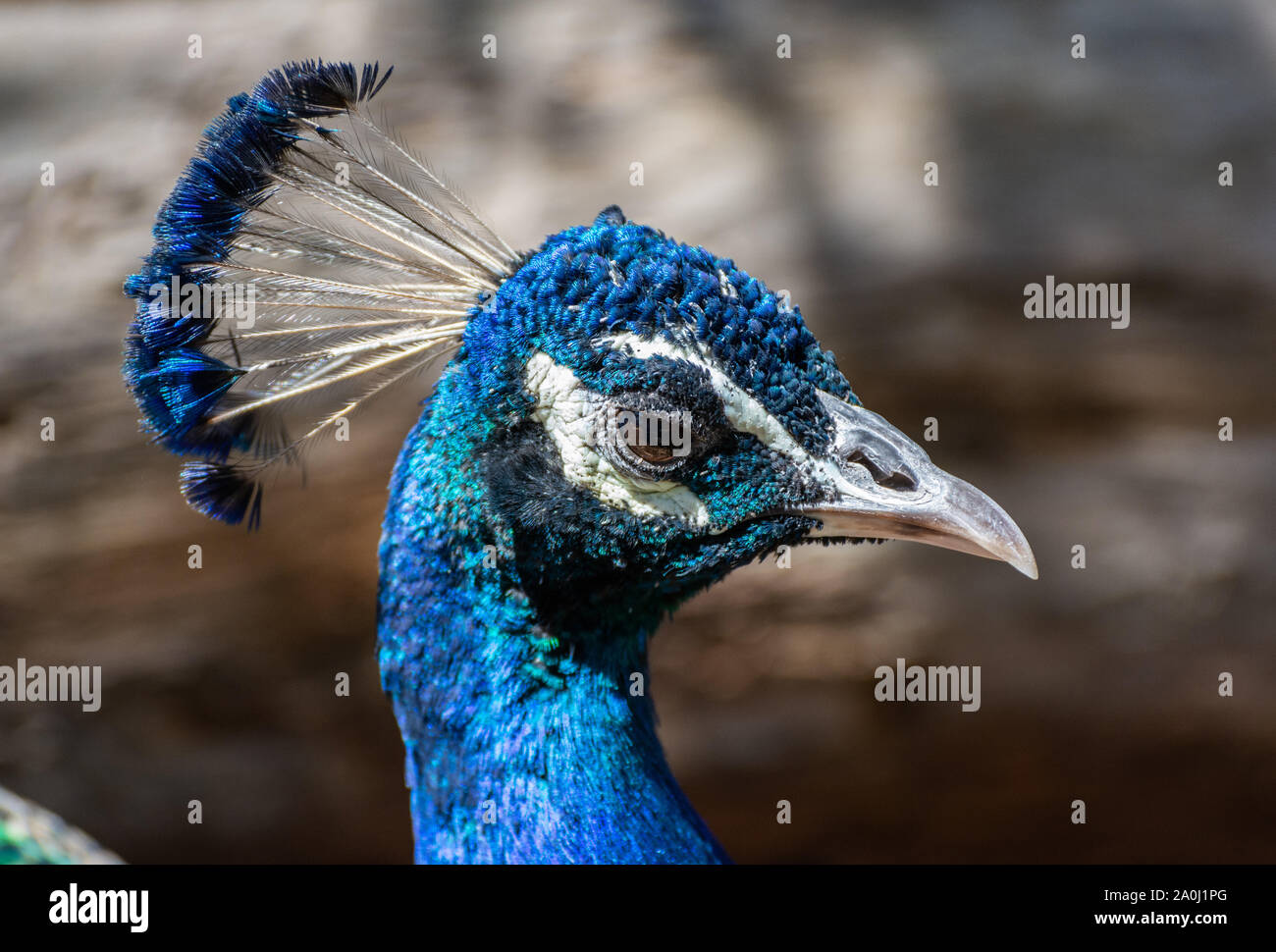 Kopf eines männlichen Indischen Pfau (Pavo cristatus) Vogelarten. Stockfoto