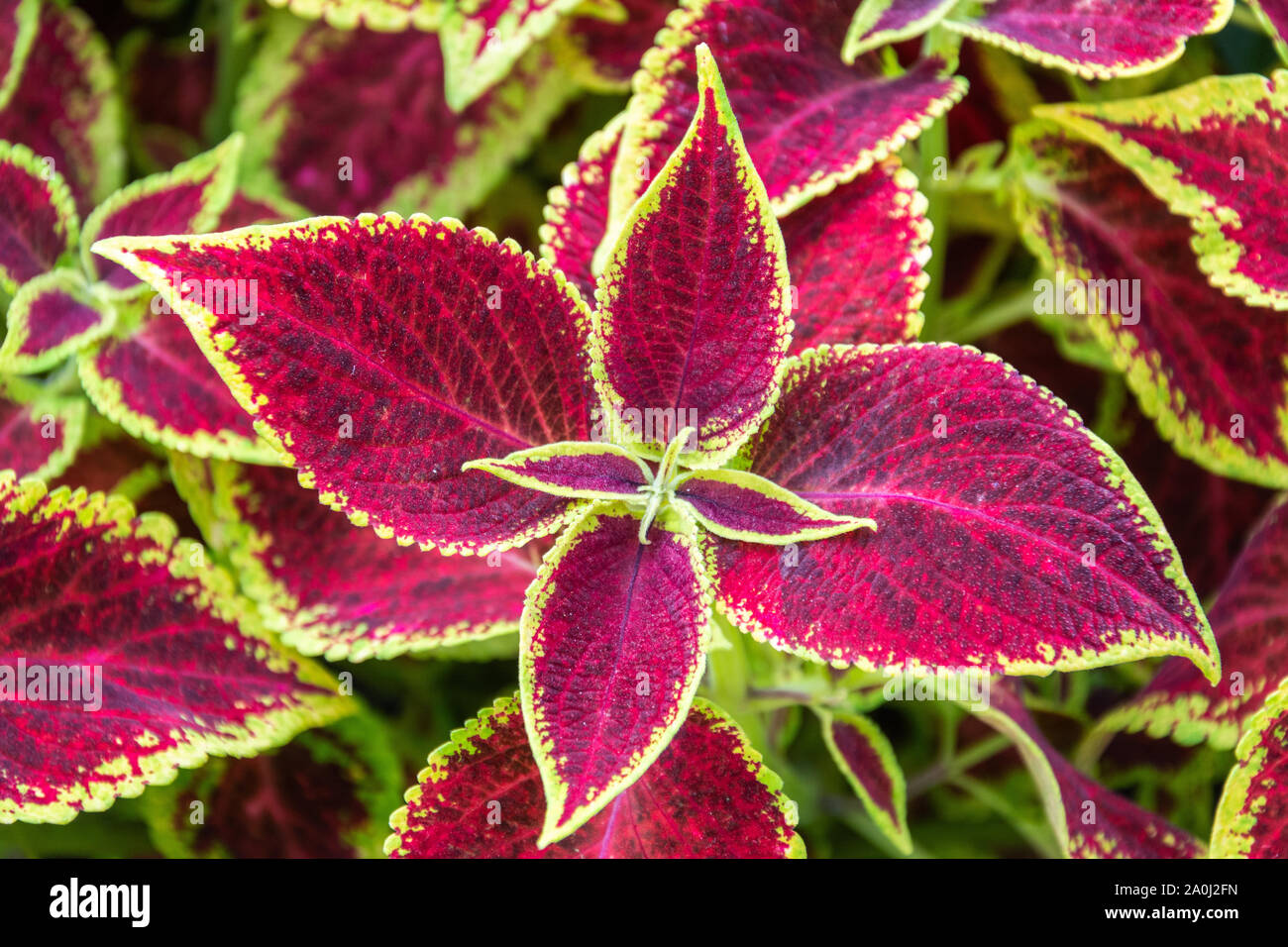 Blätter von coleus Anlage. Stockfoto