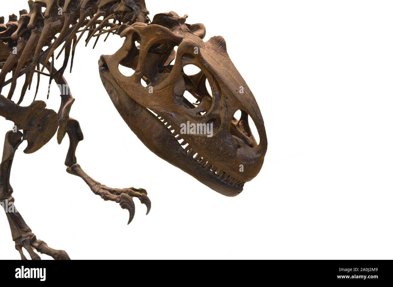 Porträt eines allosaur Schädel auf weißem Hintergrund. Allosaur ist ein fleischfressendes Tier Dinosaurier lebten in Jurassic ära Stockfoto