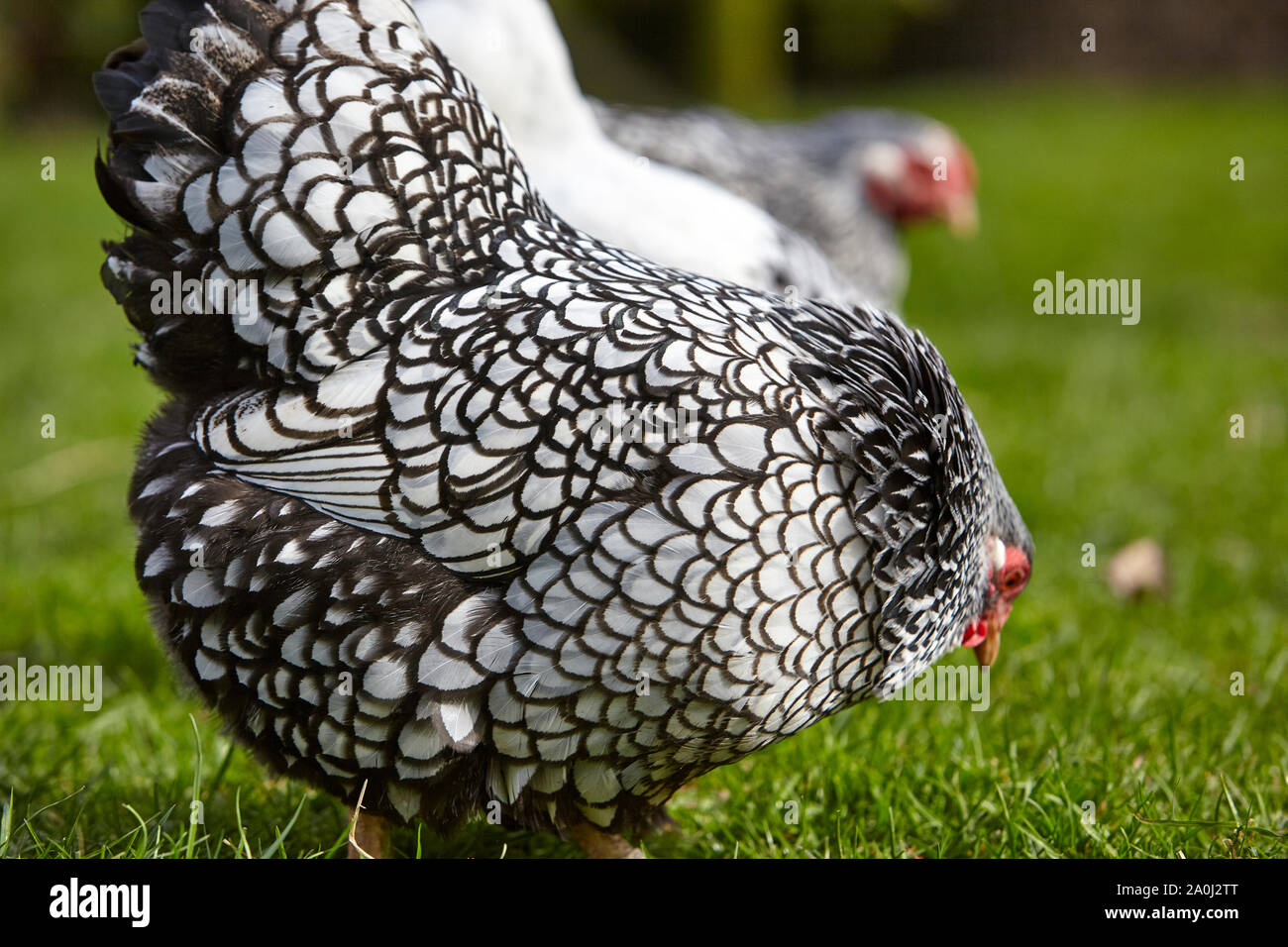 In der Nähe von Silber - geschnürte Wyandotte Huhn auf Nahrungssuche im Gras Stockfoto