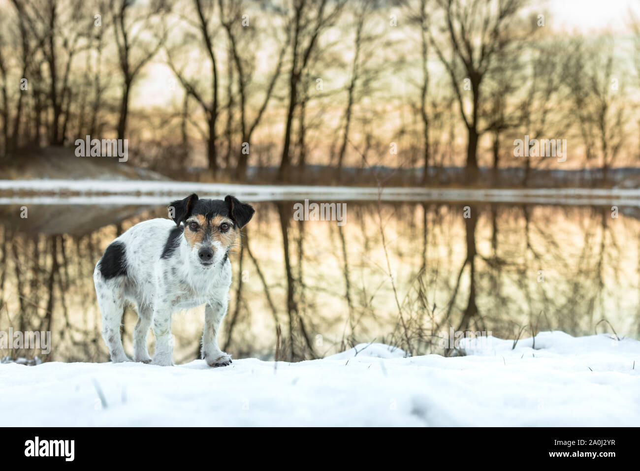 Gøre mit bedste verden Ombord Stolz, kleinen Hund steht in einem weißen Wiese im Schnee im Winter im  Abendlicht - Süße Jack Russell Terrier Hund, 8 Jahre alt, Haartyp brok  Stockfotografie - Alamy