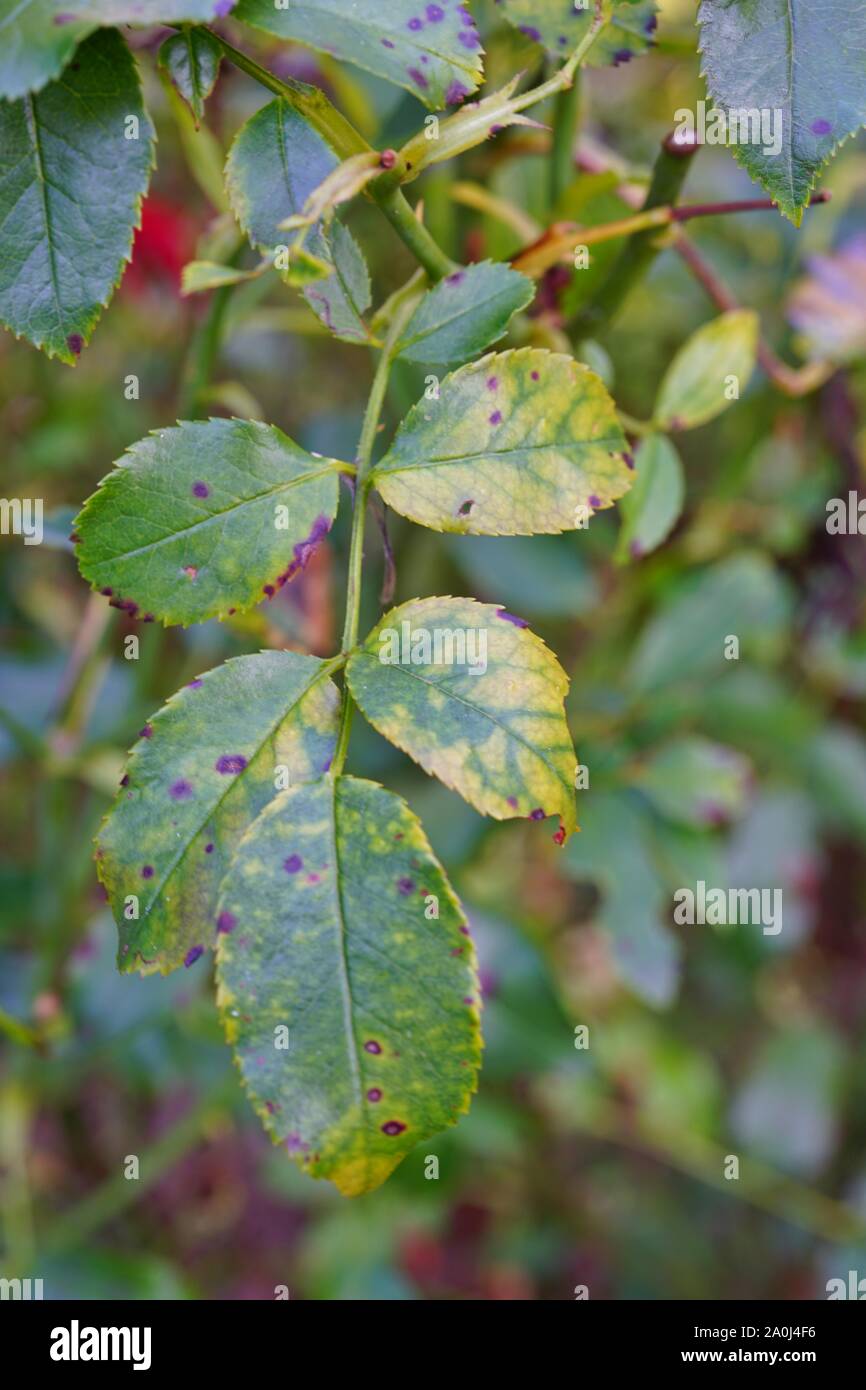 Anzeigen von rose Blätter mit schwarzer Fleck Krankheit (Diplocarpon rosae) Stockfoto