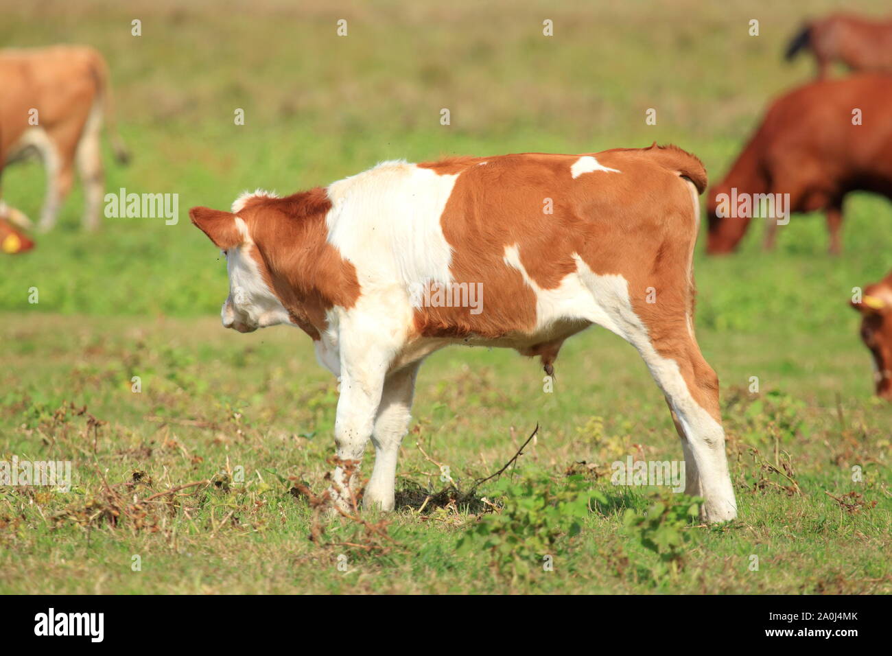 Kalb auf der Weide, Kühe auf der Weide im Hintergrund Stockfoto